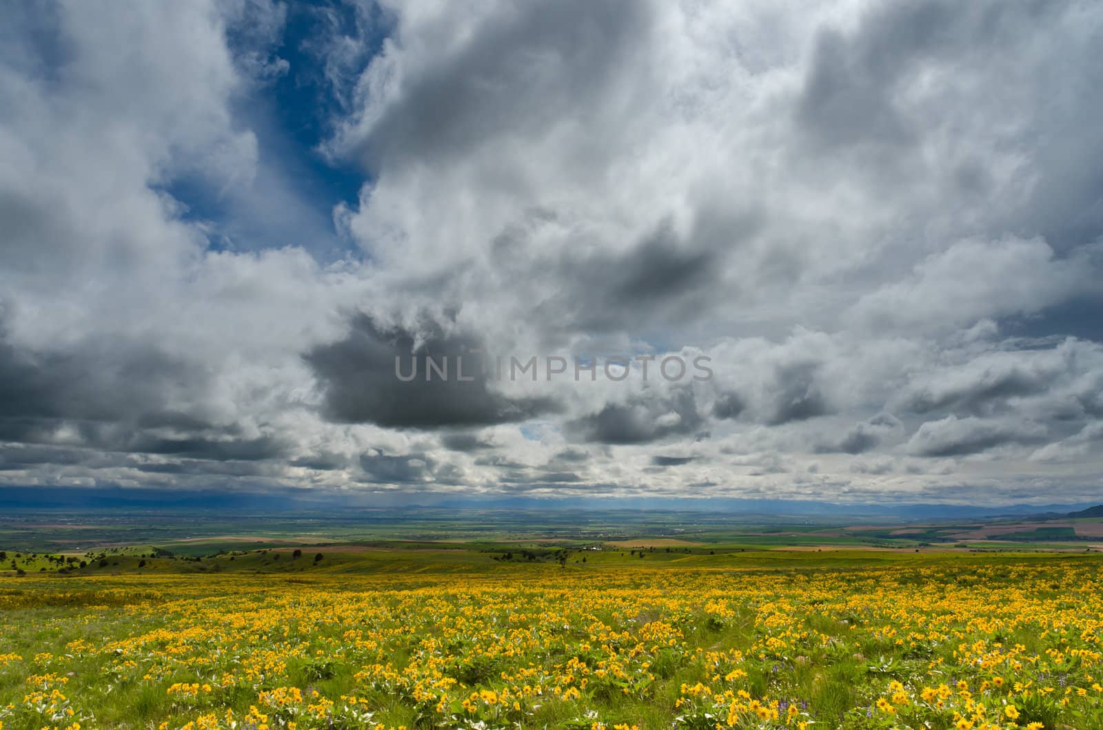 Arrowleaf Balsamroot (Balsamorhiza sagittata), distant farmland and clouds, Gallatin County, Montana, USA by CharlesBolin