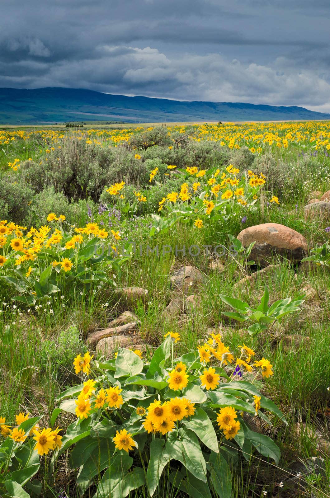 Arrowleaf Balsamroot (Balsamorhiza sagittata) and sagebrush in spring, Gallatin County, Montana, USA