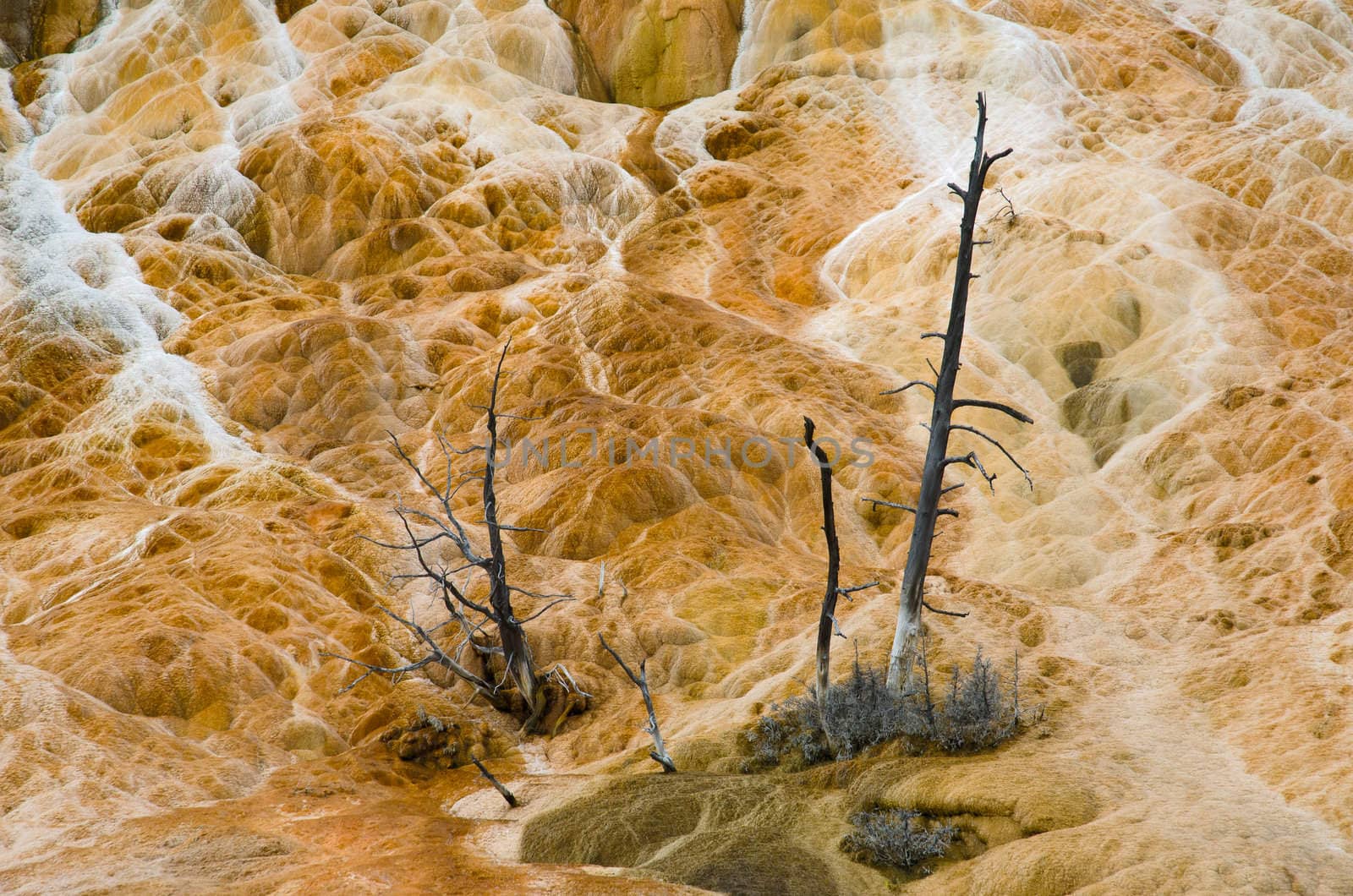 Detail of limestone, dead pine trees and small streams of mineral rich water, Palette Springs, Mammoth Hot Springs, Yellowstone National Park, Park County, Wyoming, USA by CharlesBolin