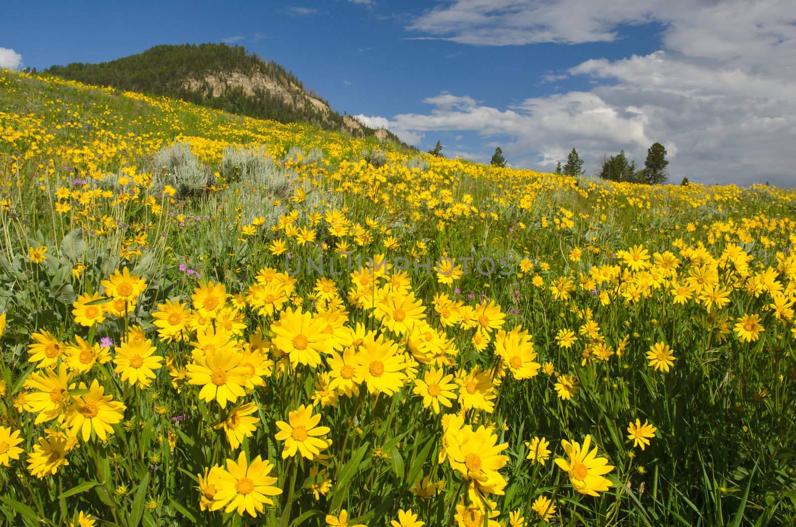A meadow full of blooming Arnica flowers, Yellowstone National Park, Park County, Wyoming, USA by CharlesBolin