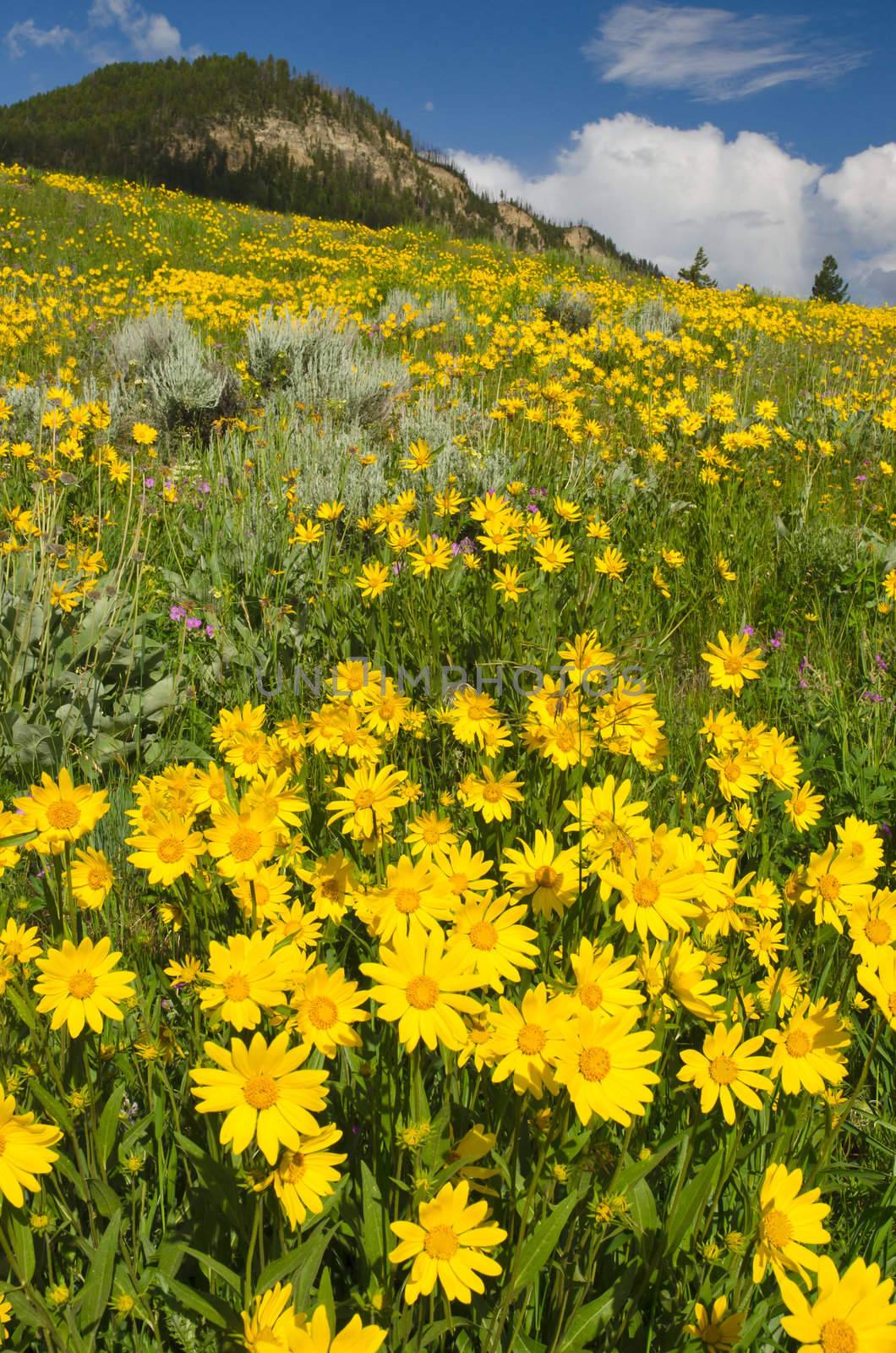 A meadow full of blooming Arnica flowers, Yellowstone National Park, Park County, Wyoming, USA by CharlesBolin