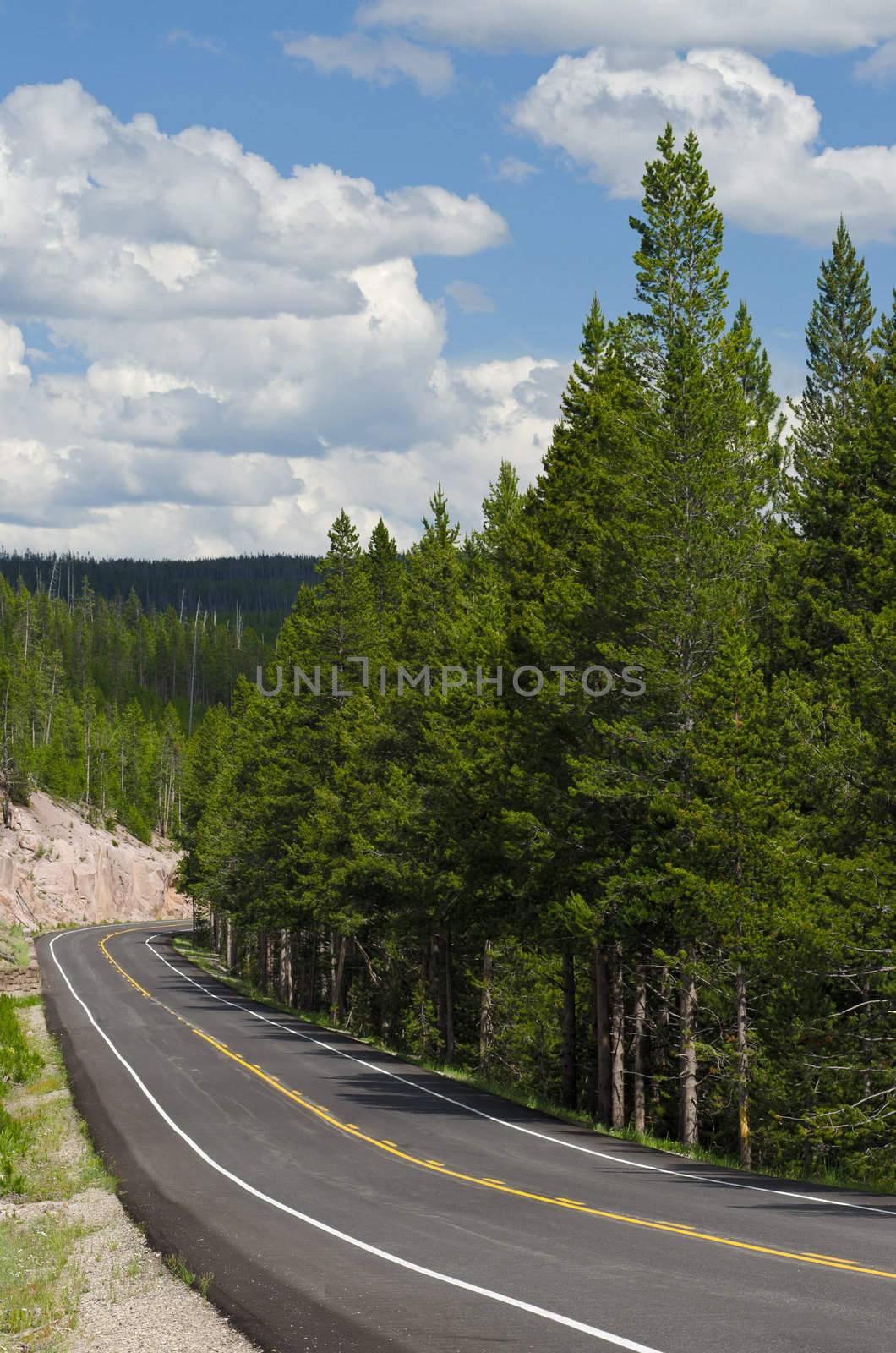 The Grand Loop Road and Pines, Yellowstone National Park, Park County, Wyoming, USA