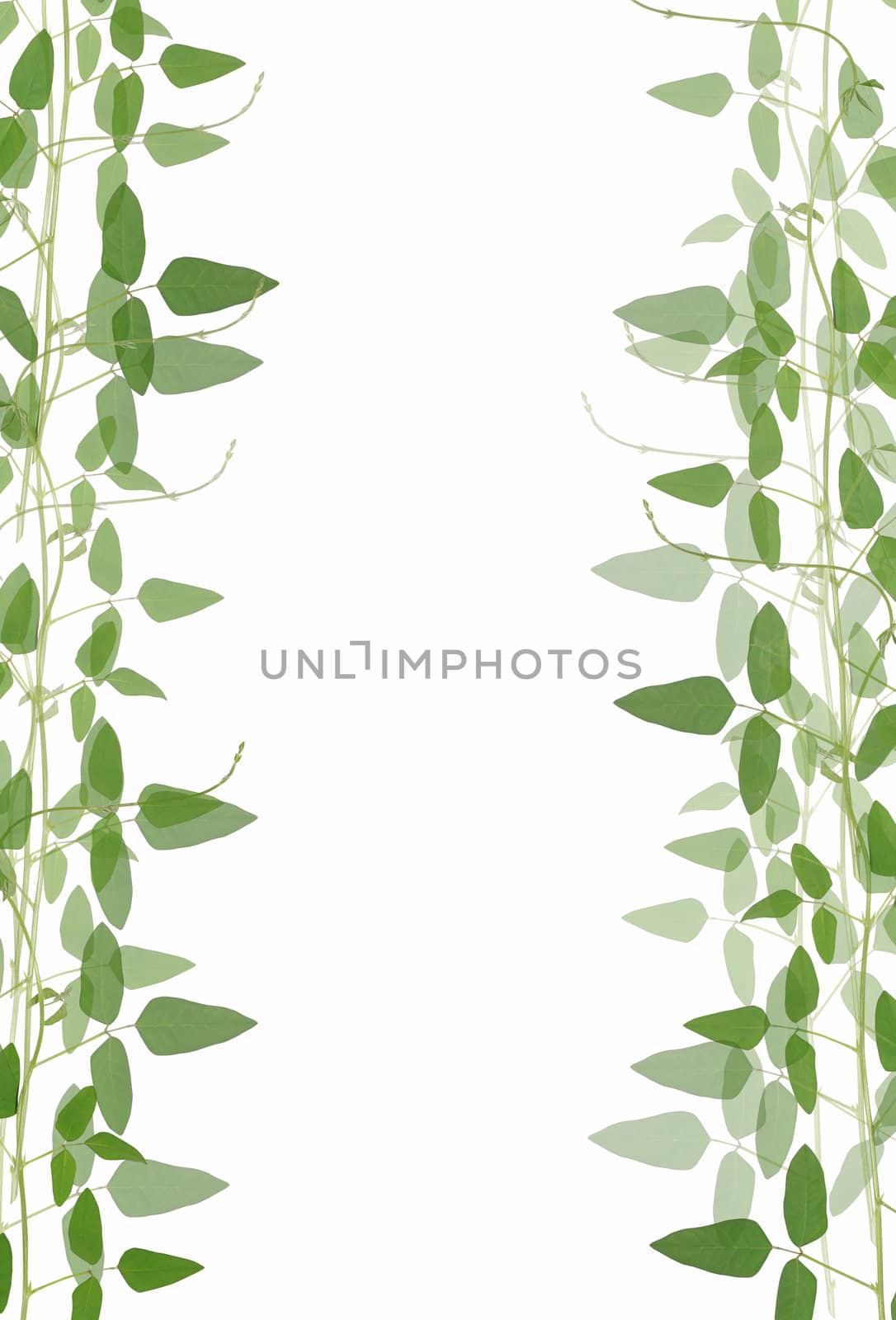 Border of green leaves against white background with space for c by rufous