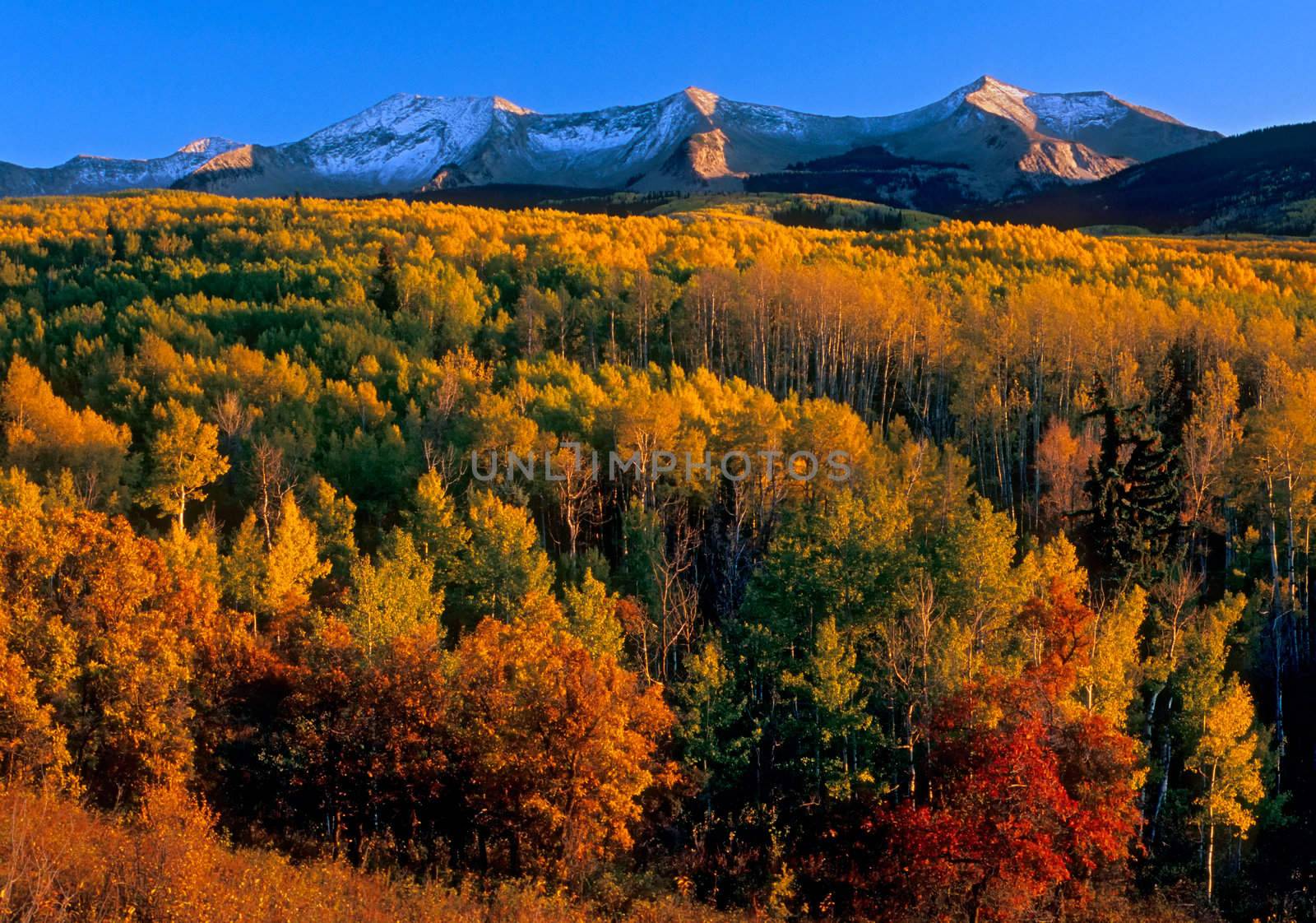 Quaking Aspen (Populus tremuloides) and Gamble Oak (Quercus gambelli) and the West Elk Mountains at sunset, Gunnison National Forest, Gunnison County, Colorado, USA