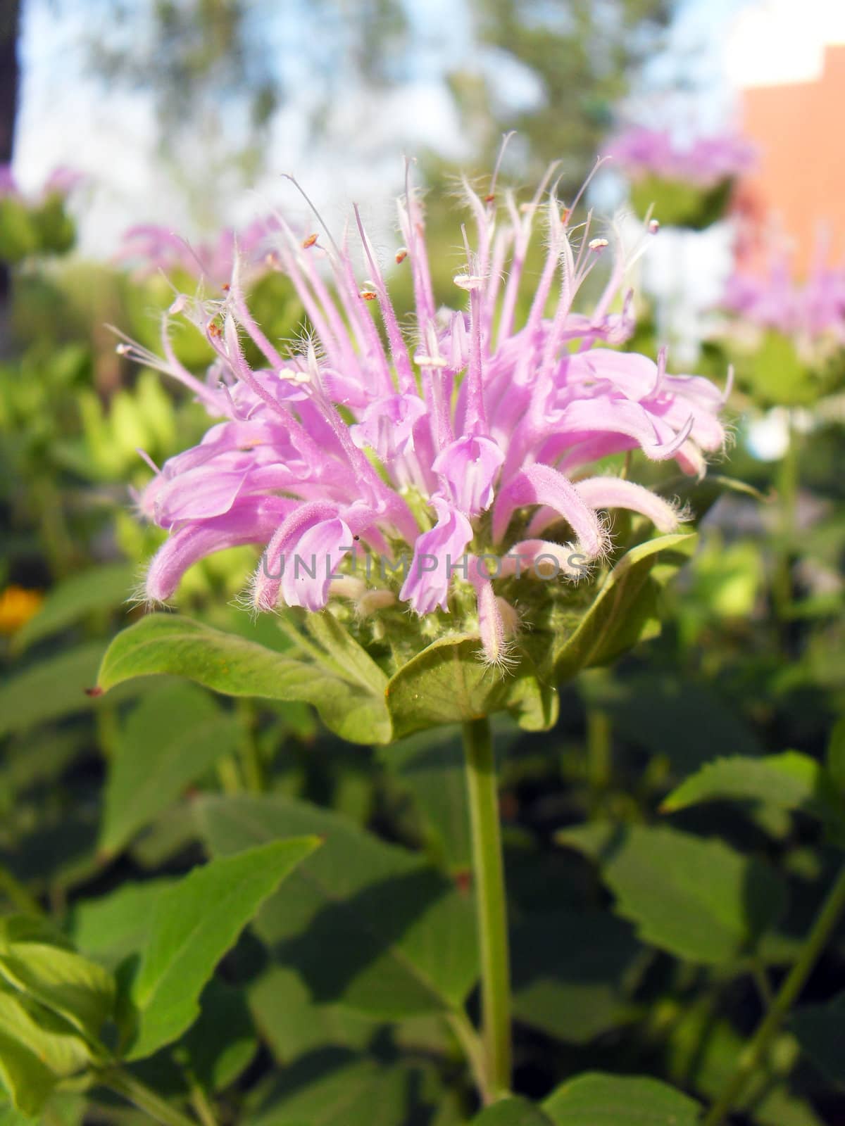 Monarda