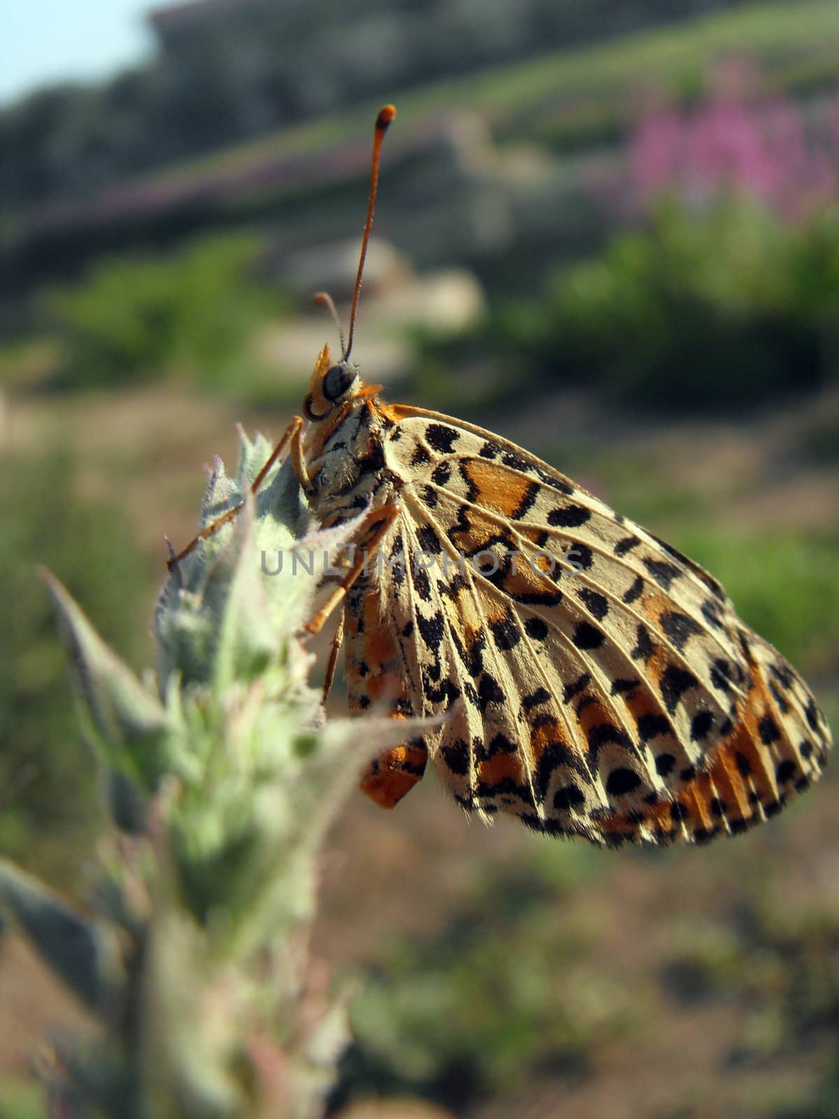 Butterfly on Lythrum salicaria