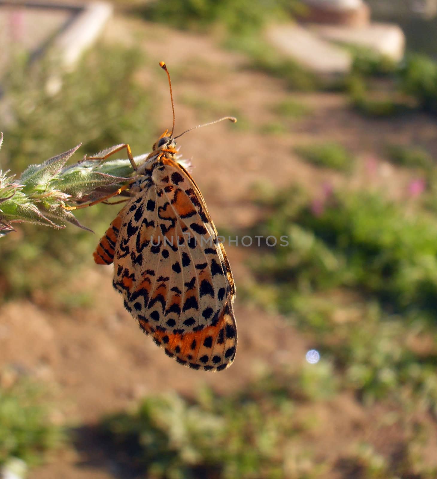 Butterfly on Lythrum salicaria