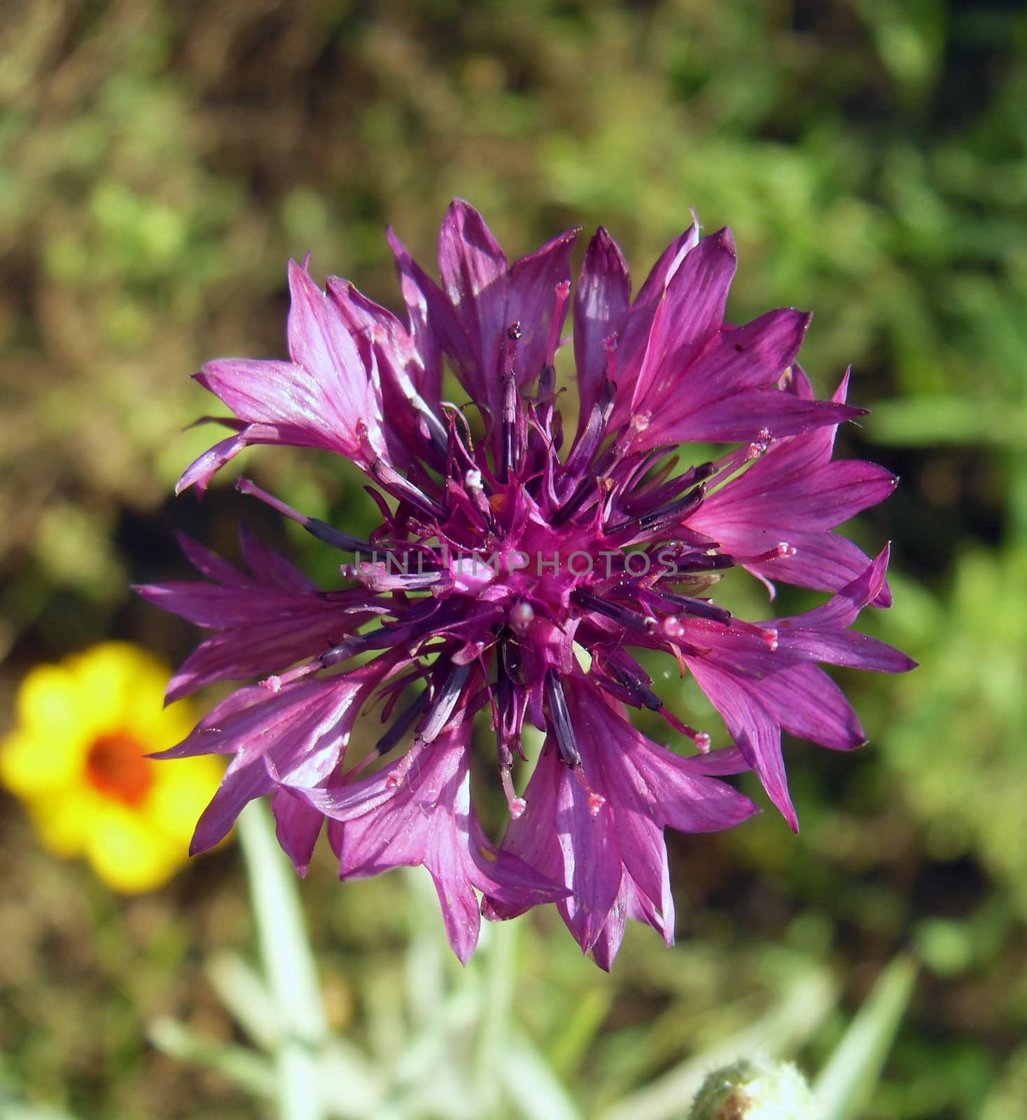cornflower