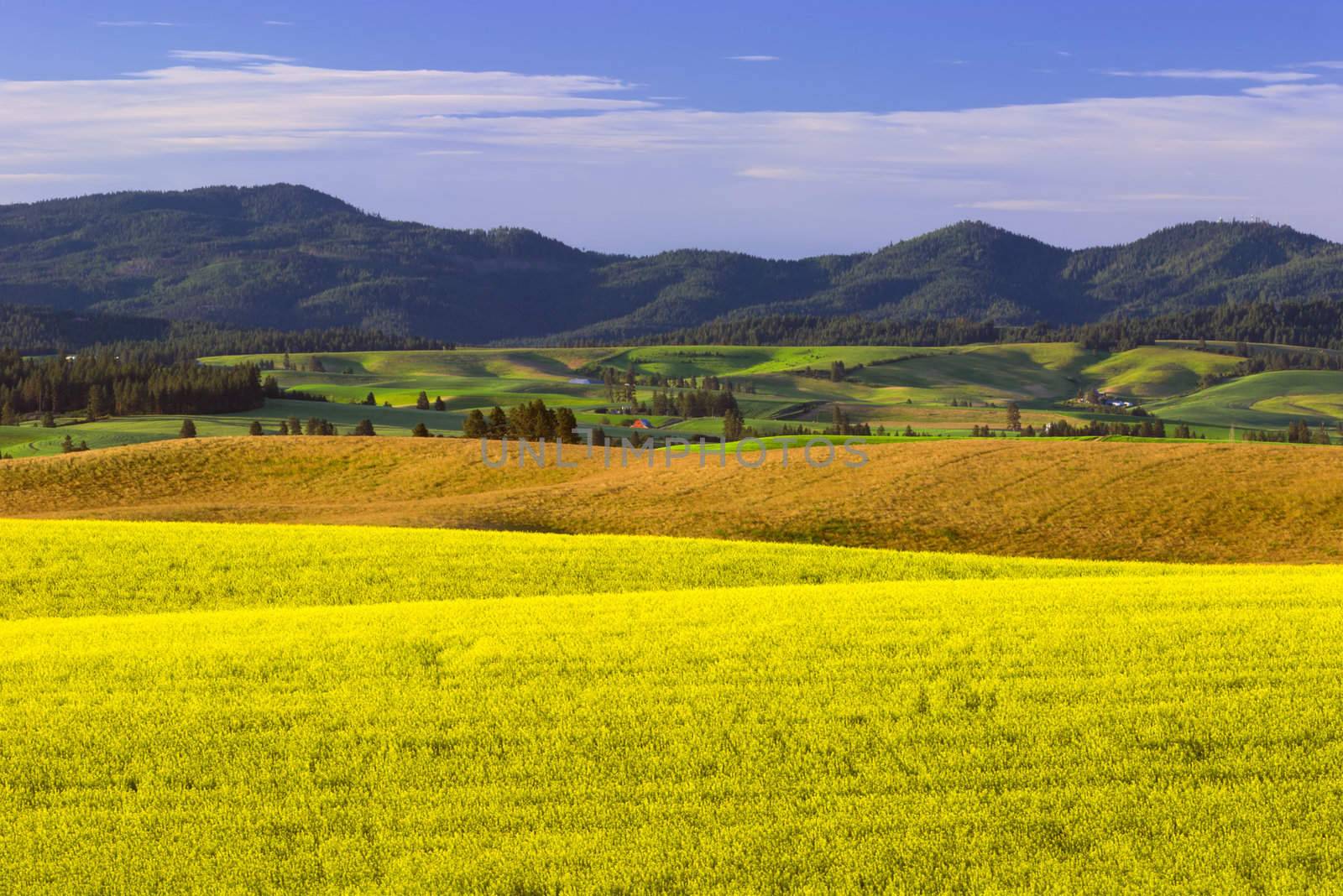 Canola field and farmland at the foot of the Palouse Range, Latah County, Idaho, USA