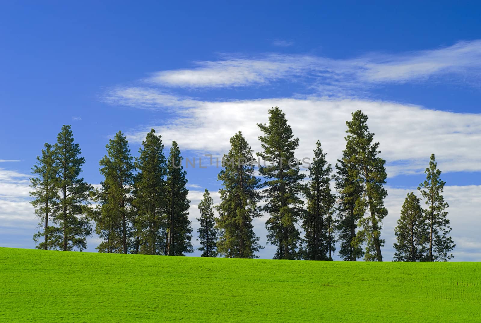 Green field, Ponderosa Pines (Pinus ponderosa) and clouds, Latah County, Idaho, USA
