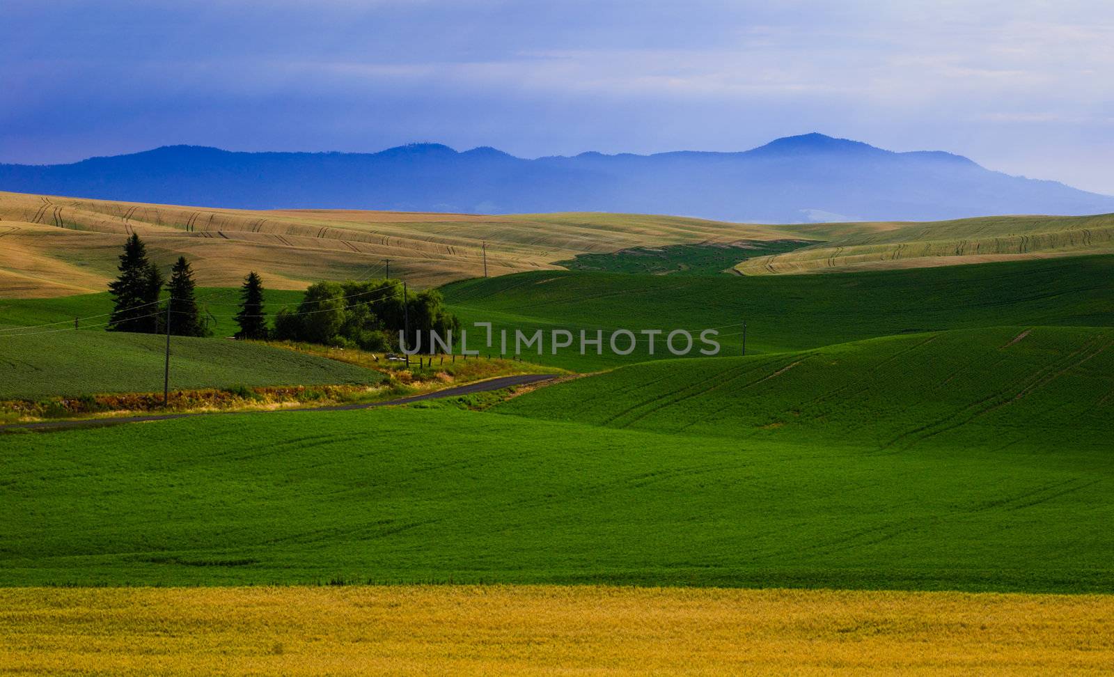 Rolling farmland and Idaho's Palouse Range on a cool summer morning, Whitman County, Washington, USA by CharlesBolin