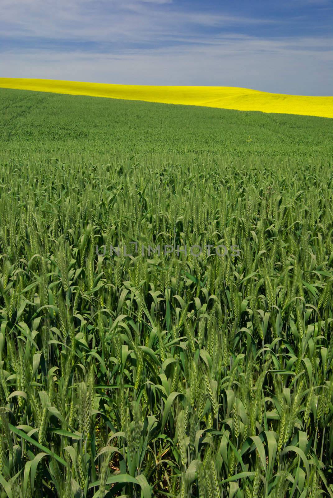 Wheat and canola fields in summer, Latah County, Idaho, USA