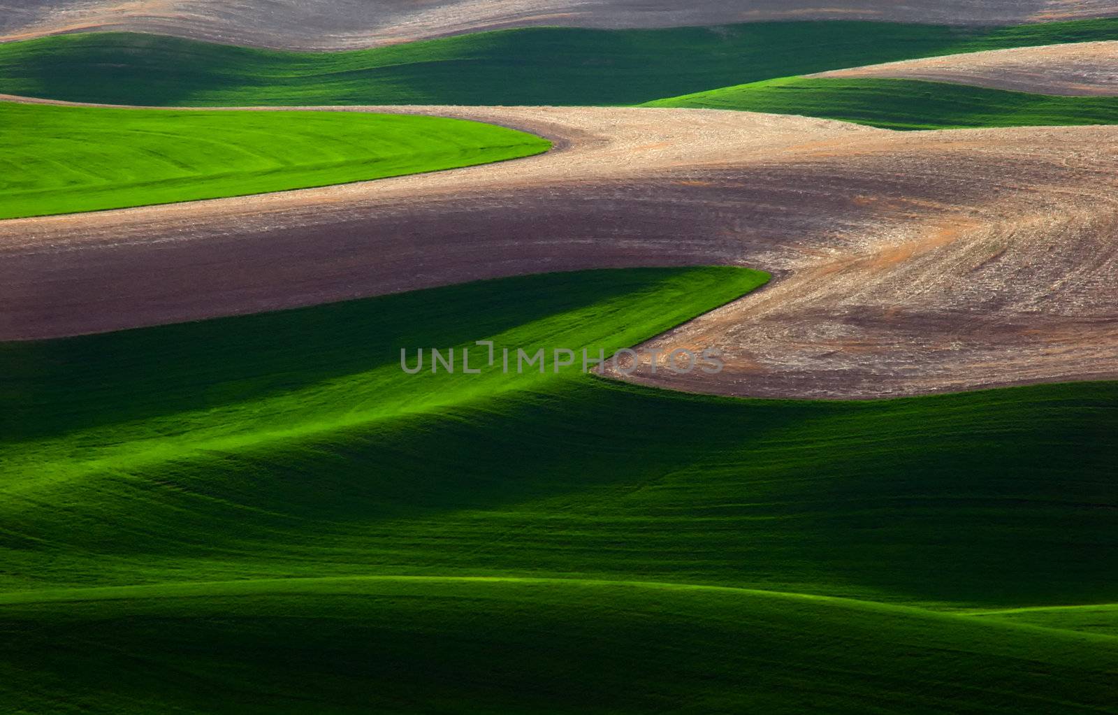 Spring wheat field patterns, Whitman County, Washington, USA