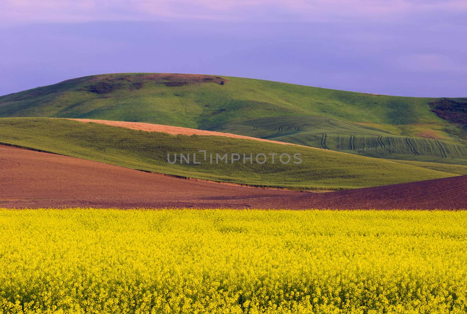 Yellow canola field and rolling hills near Oaksdale, Whitman County, Washington, USA