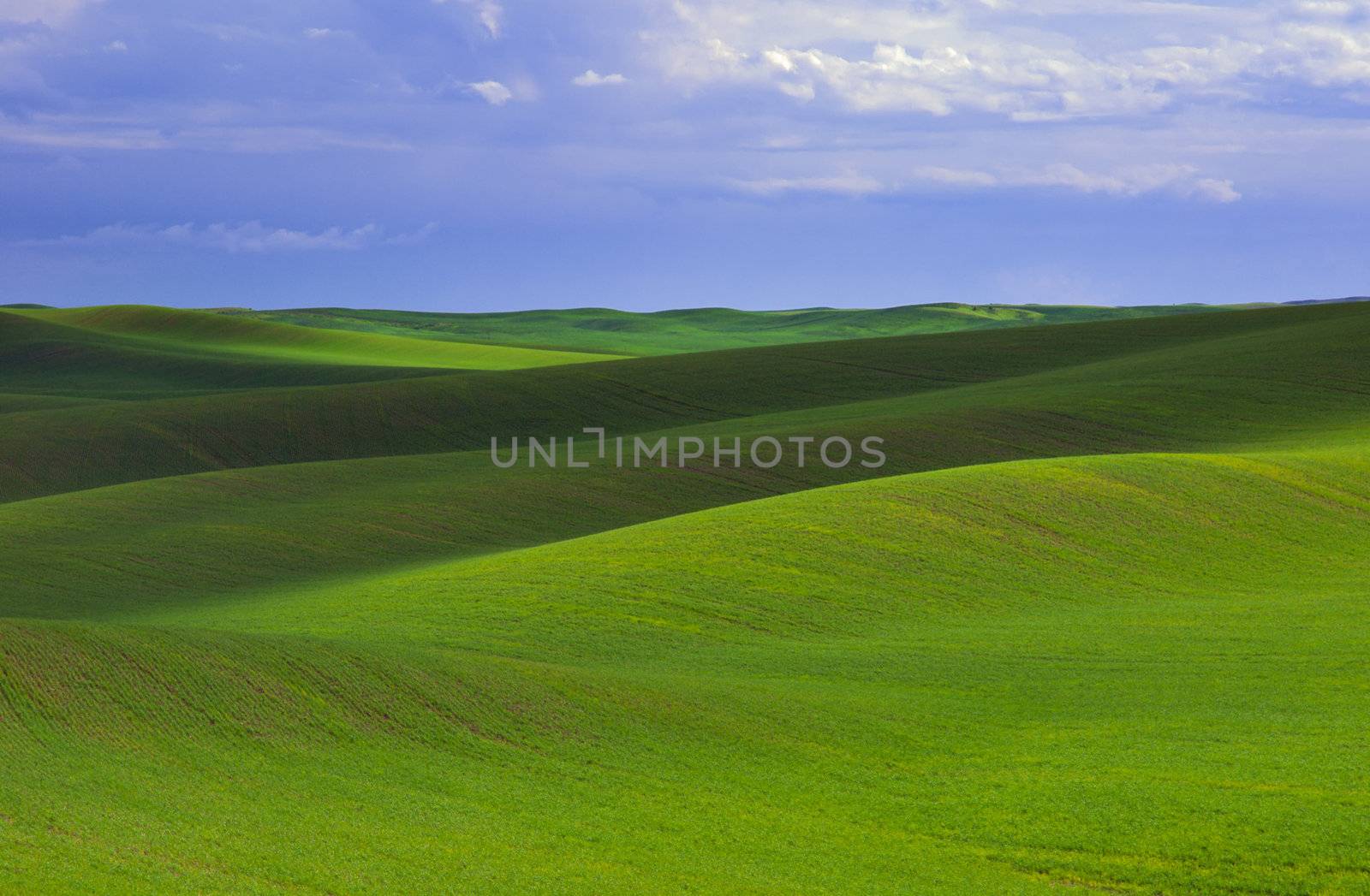 Green wheat and clouds shadows, Whitman County, Washington, USA