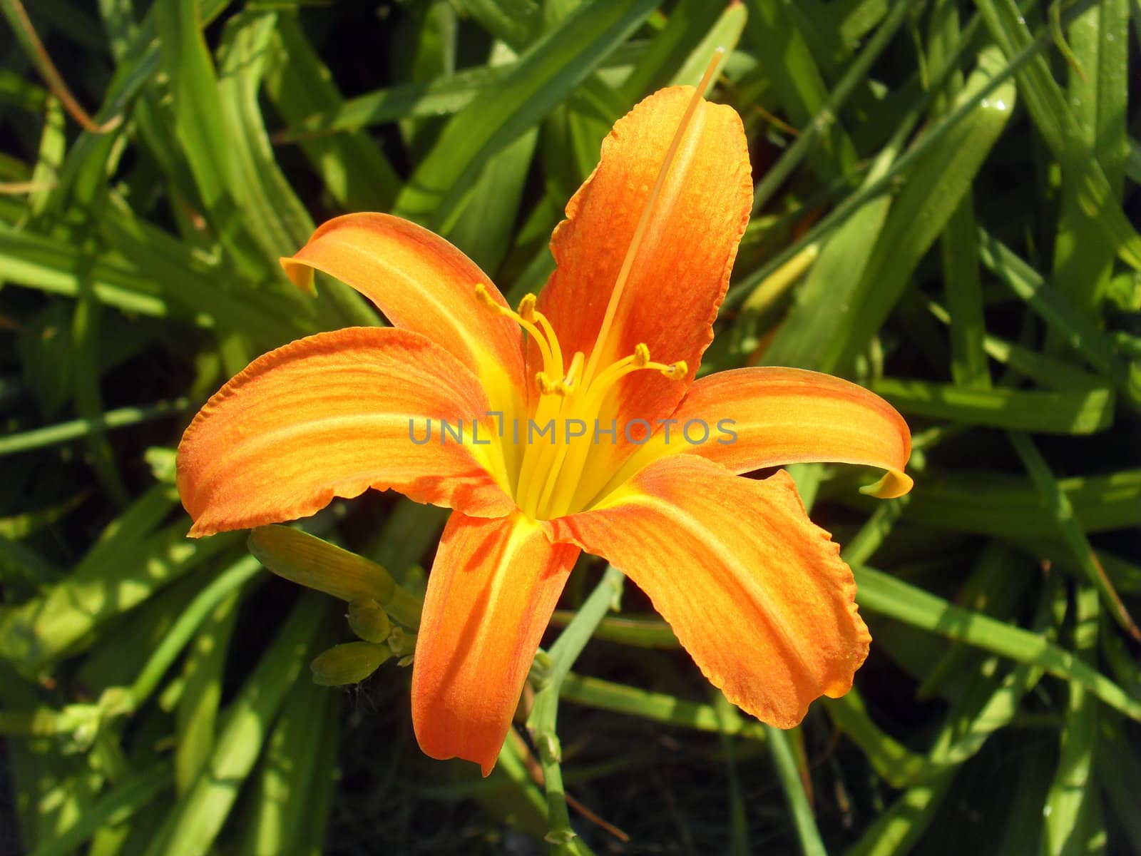 hemerocallis