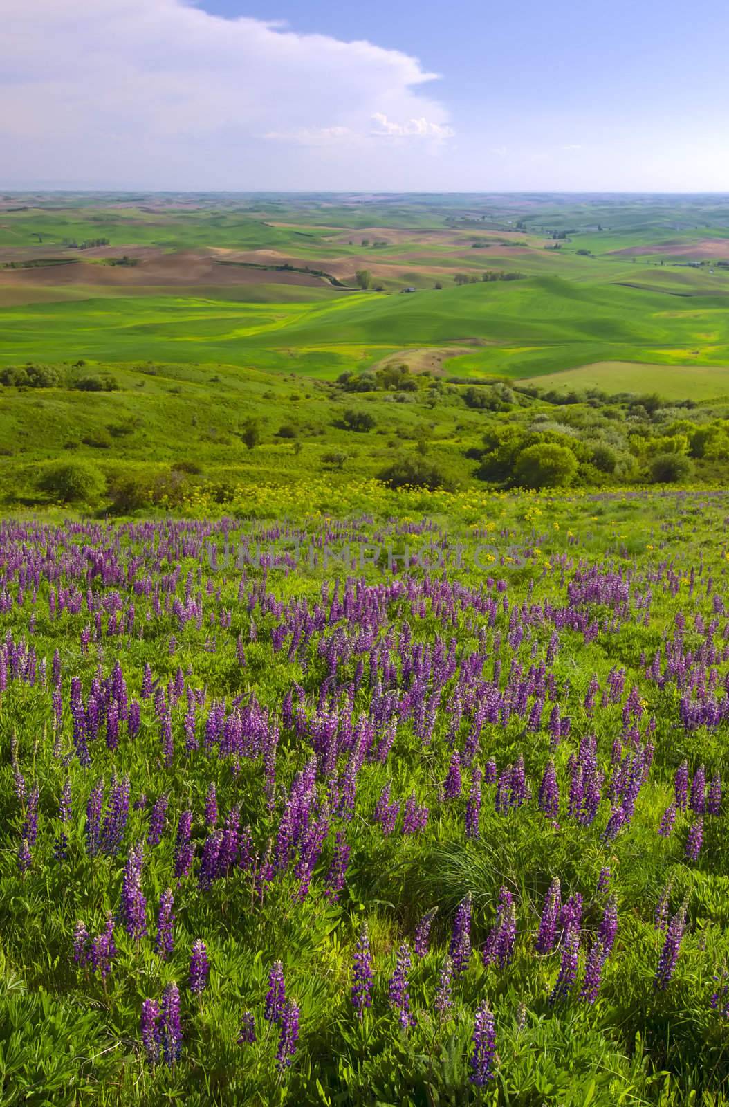 Lupine flowers and rolling hills, Whitman County, Washington, USA by CharlesBolin