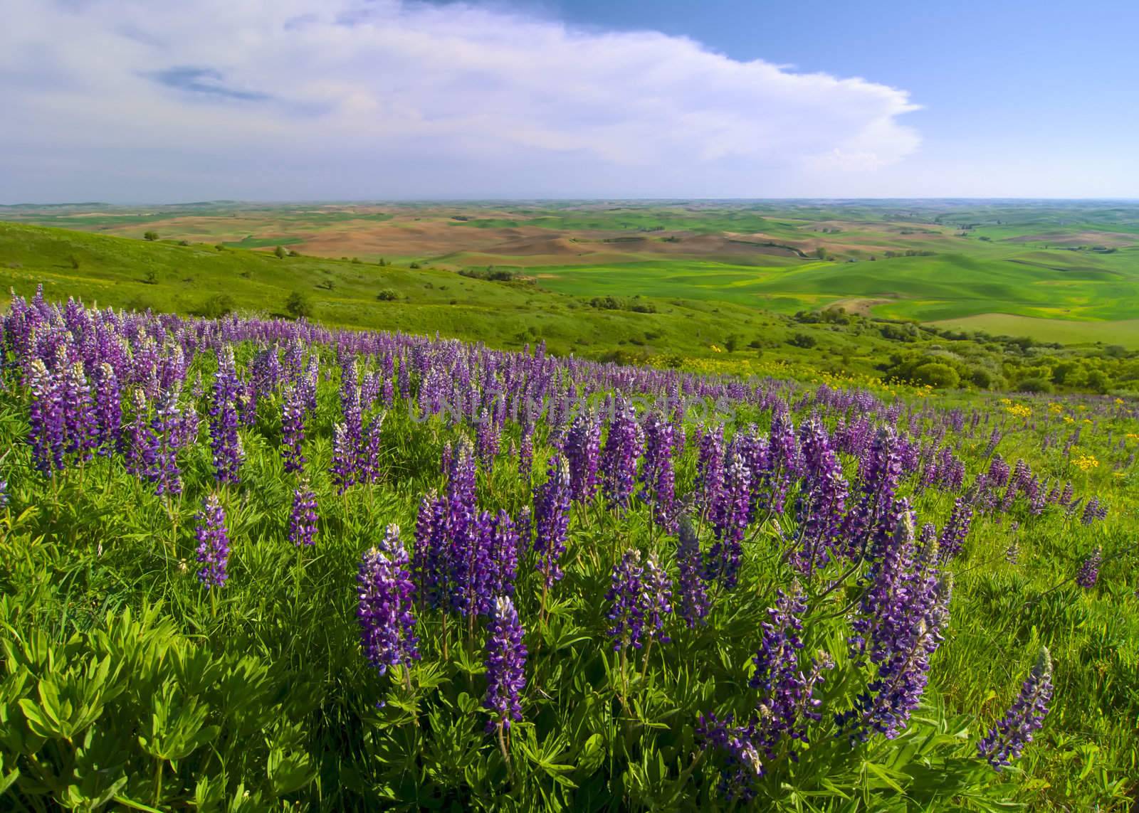 Lupine flowers and rolling hills, Steptoe Butte State Park, Whitman County, Washington, USA by CharlesBolin