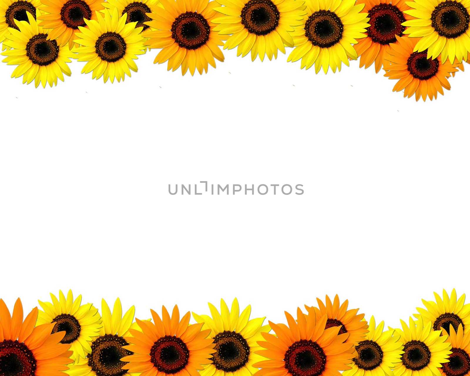 Sunflowers frame with place for you text by rufous