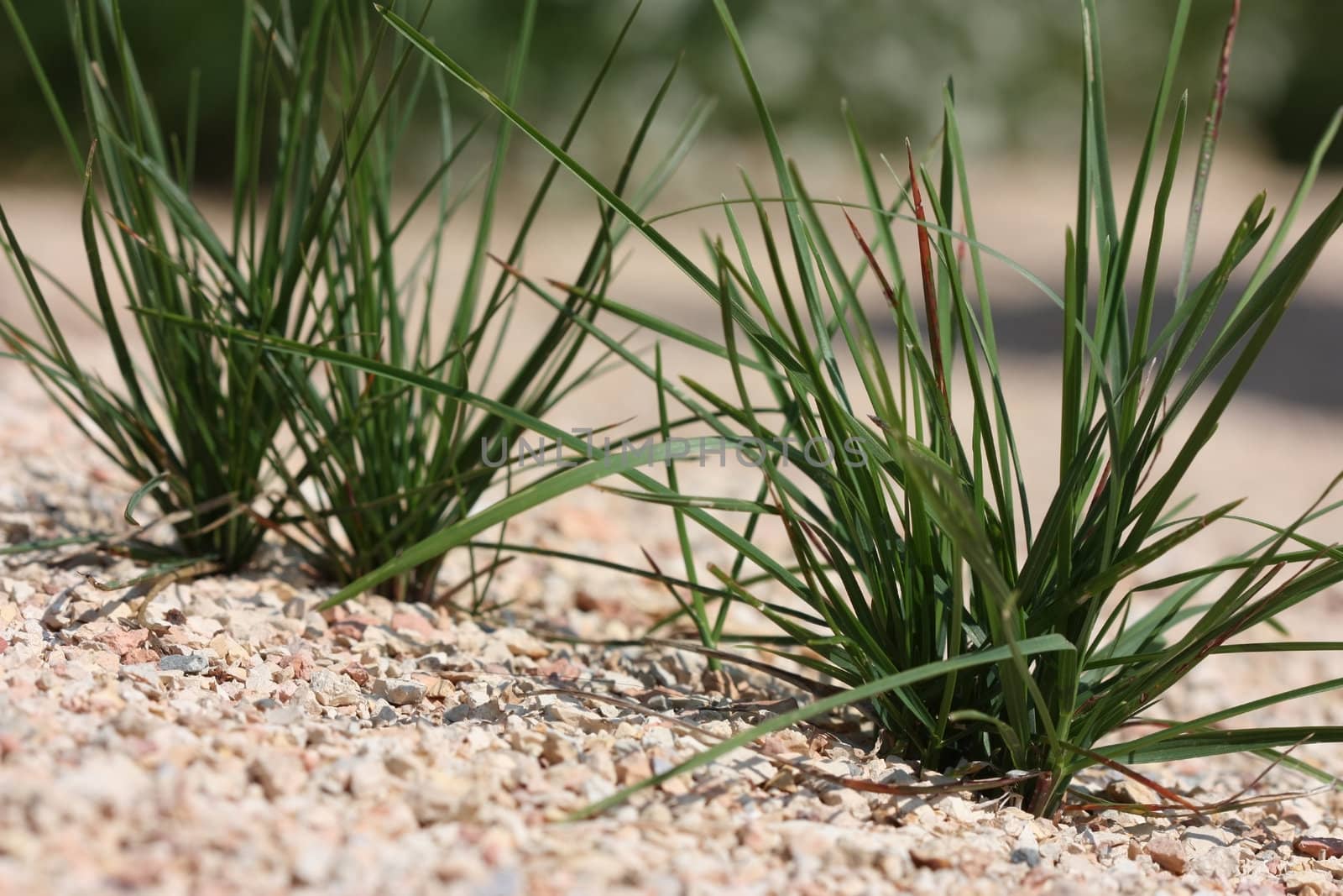 Green grass breaks through the sand trying to sun