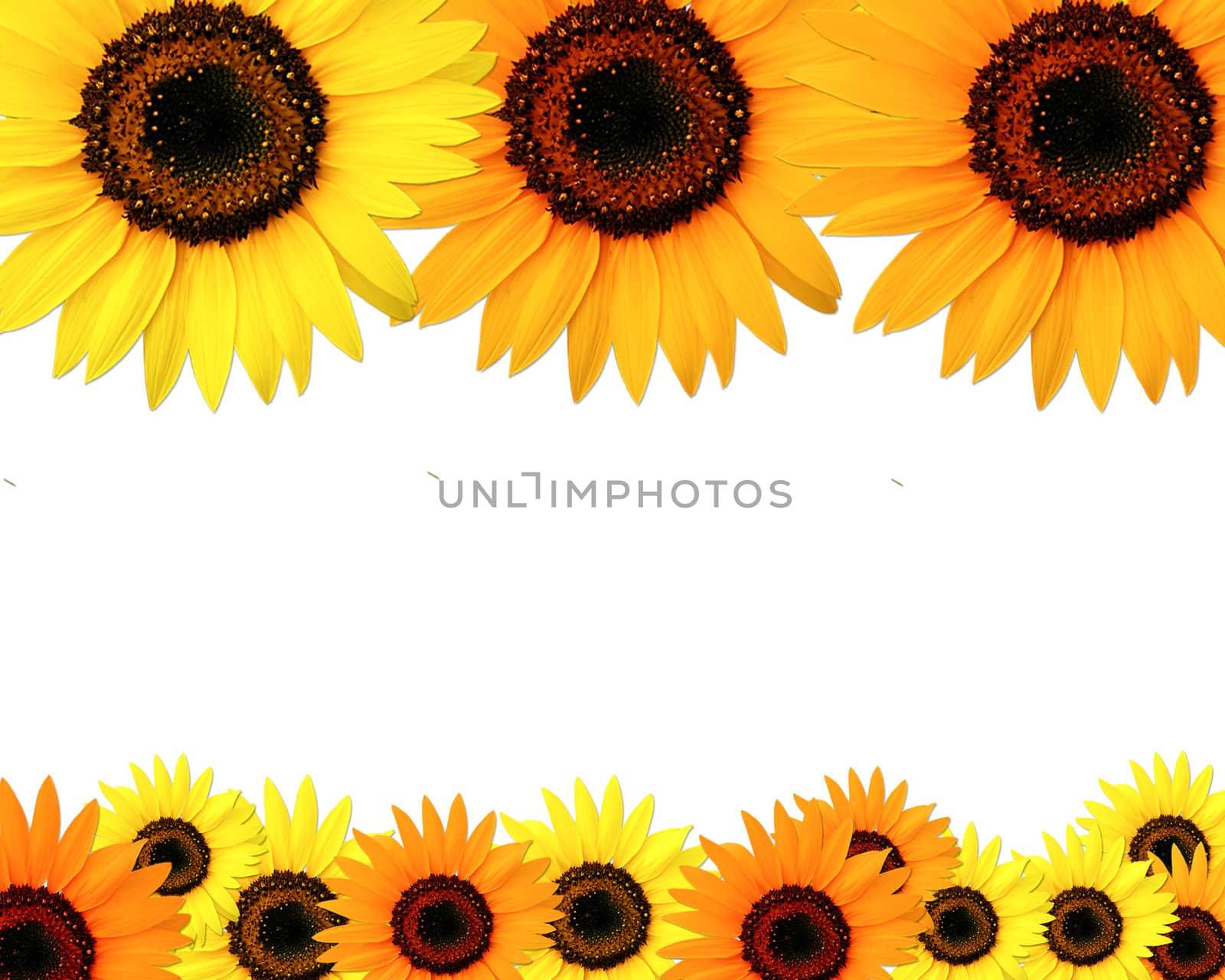 Sunflowers frame with place for you text