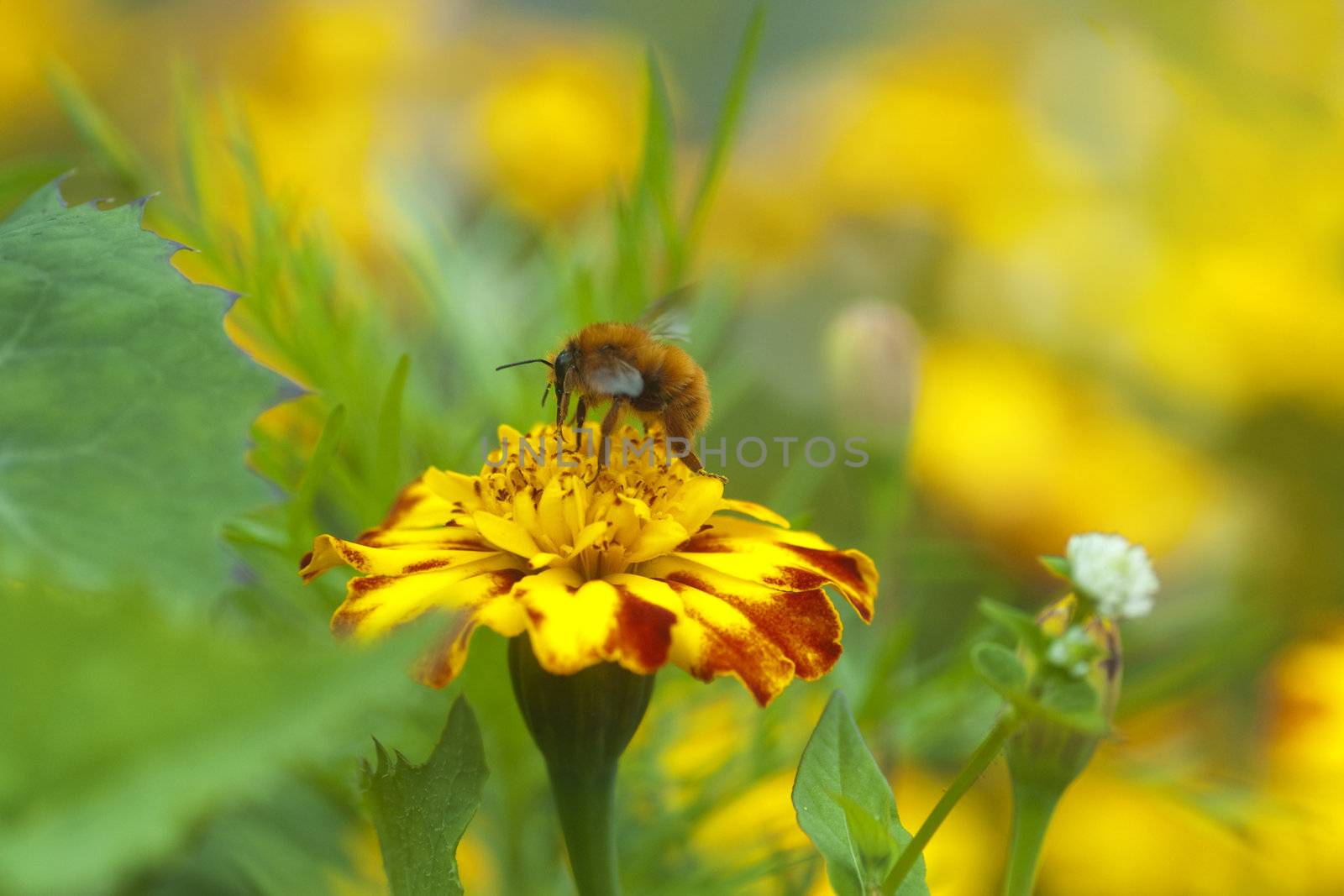Bee collecting honey on flower