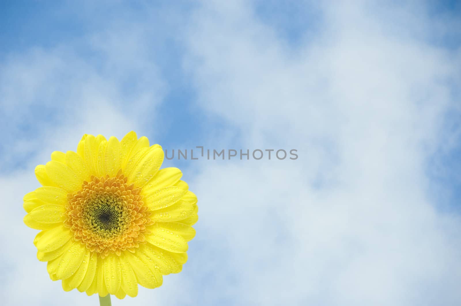Concept photo of yellow gerber flower against blue sky