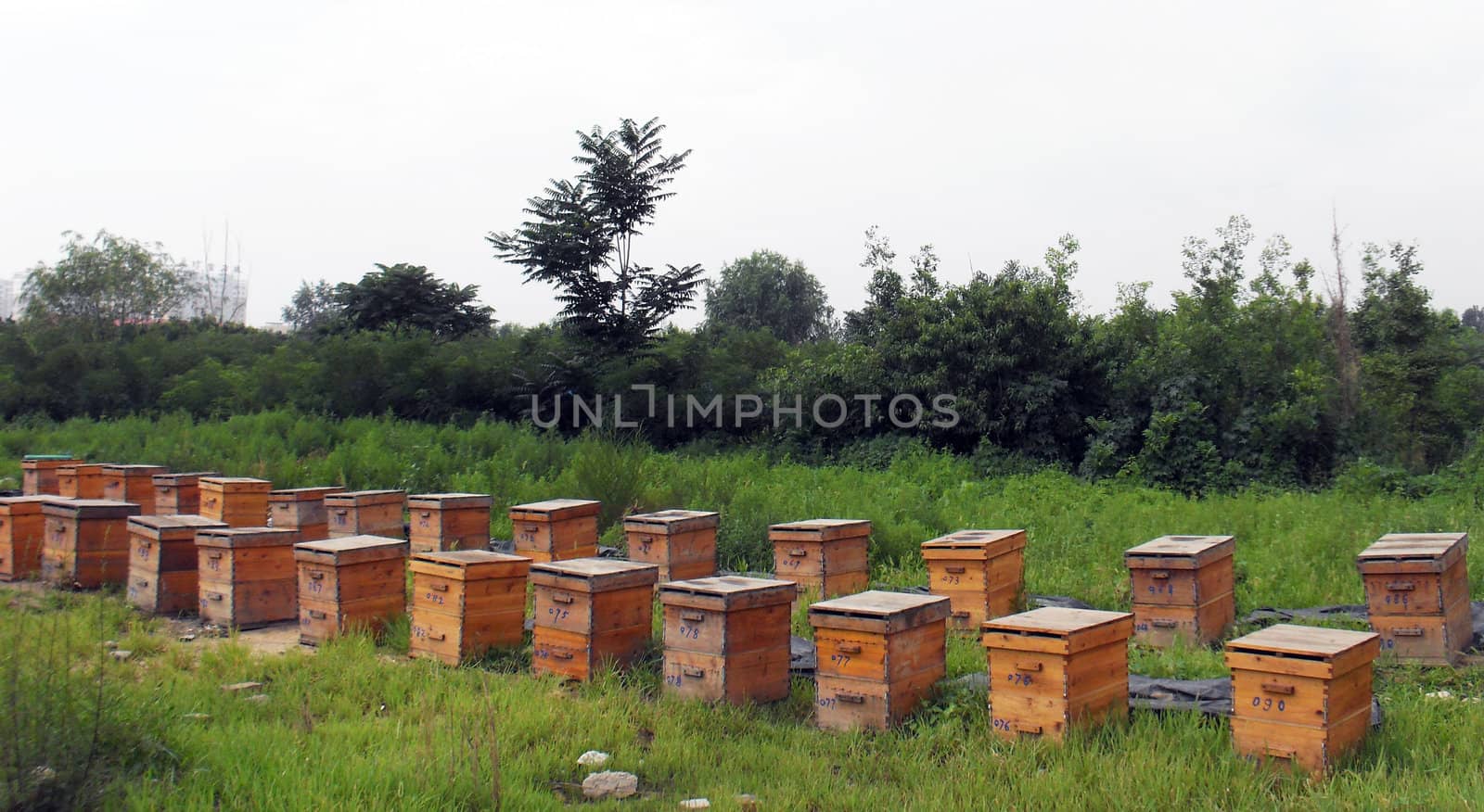 beehive