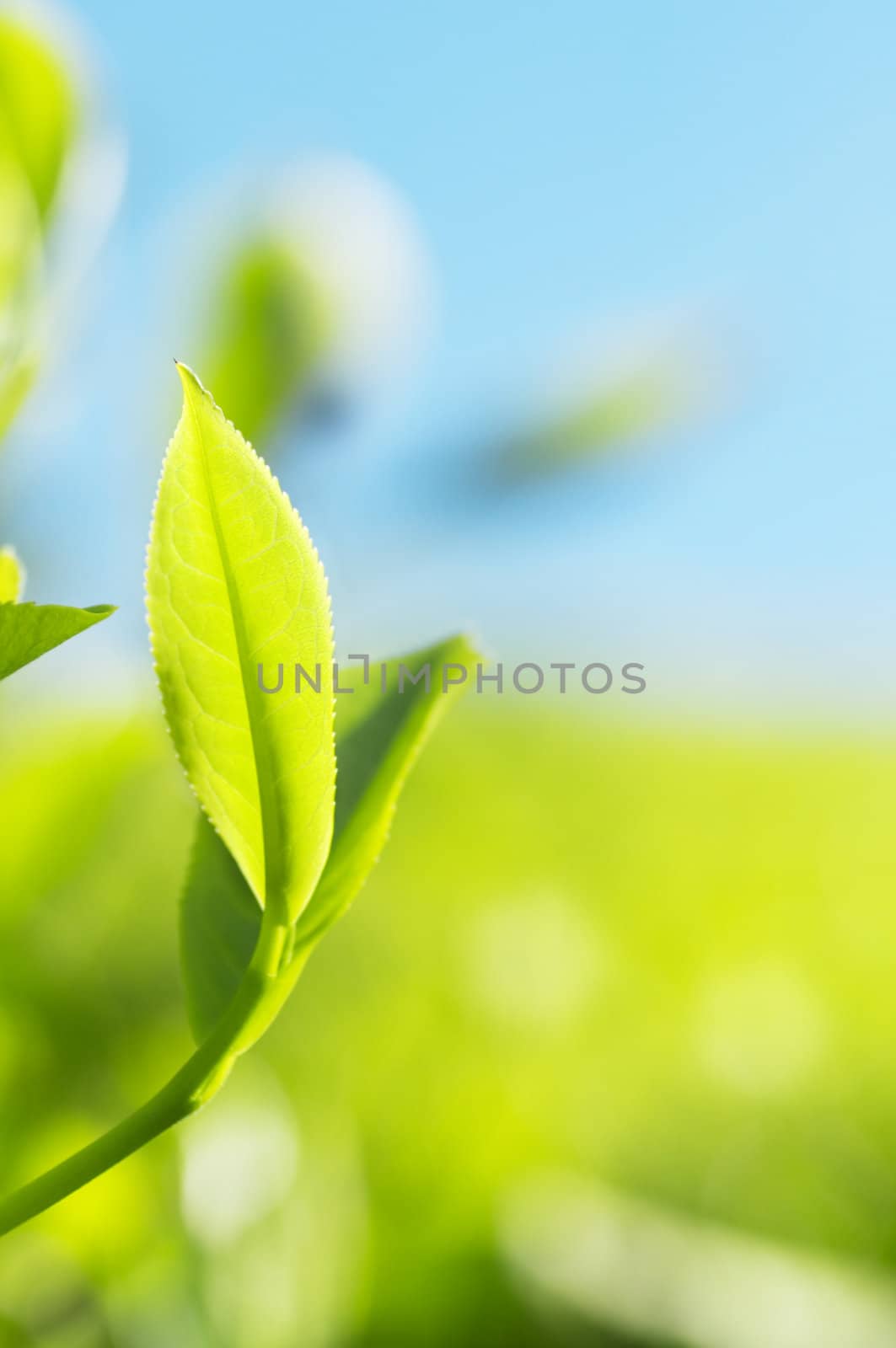 Close up tea leaves with morning sunlight, Cameron Highland Malaysia.