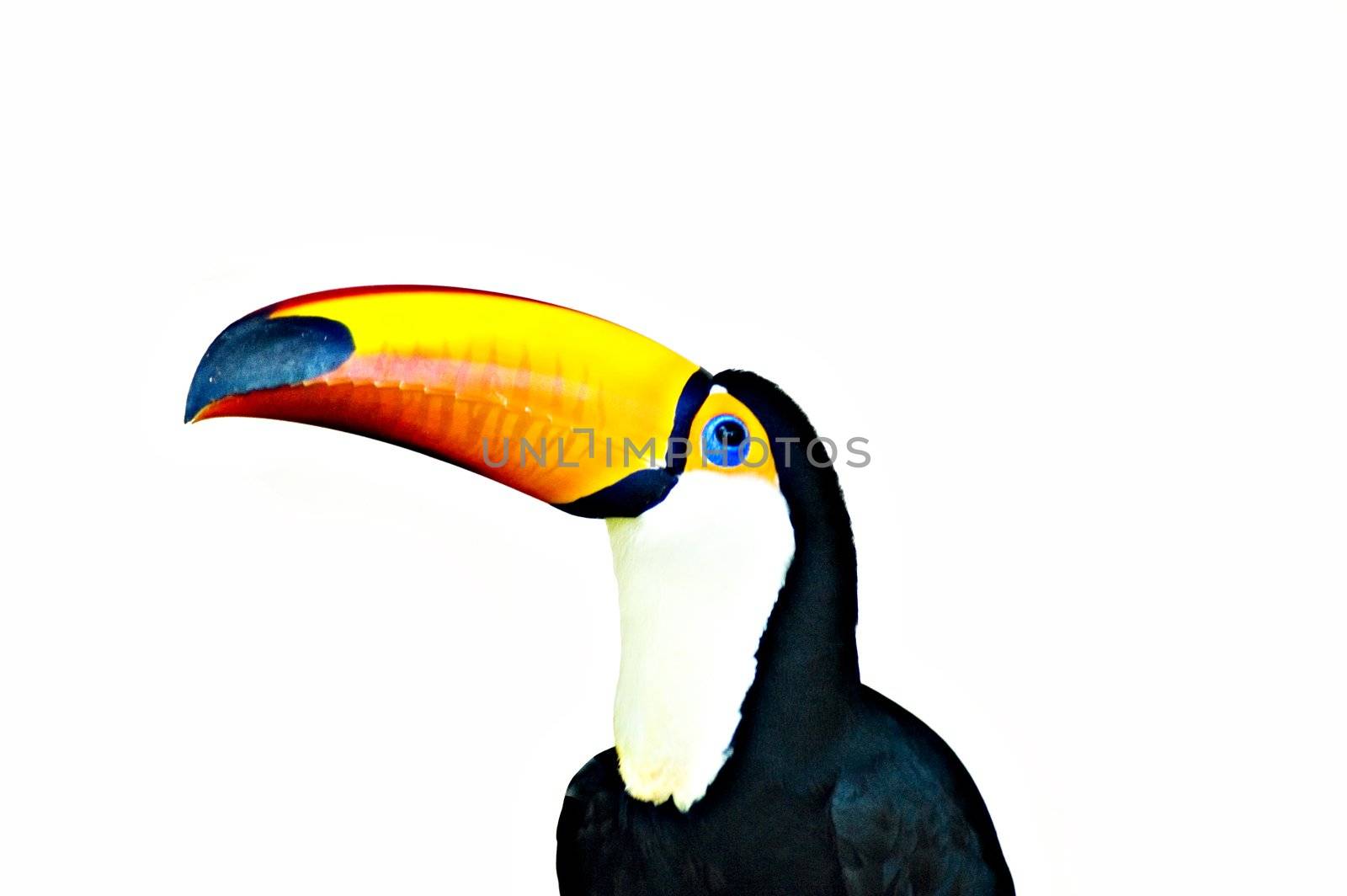 colorful toucan with white background