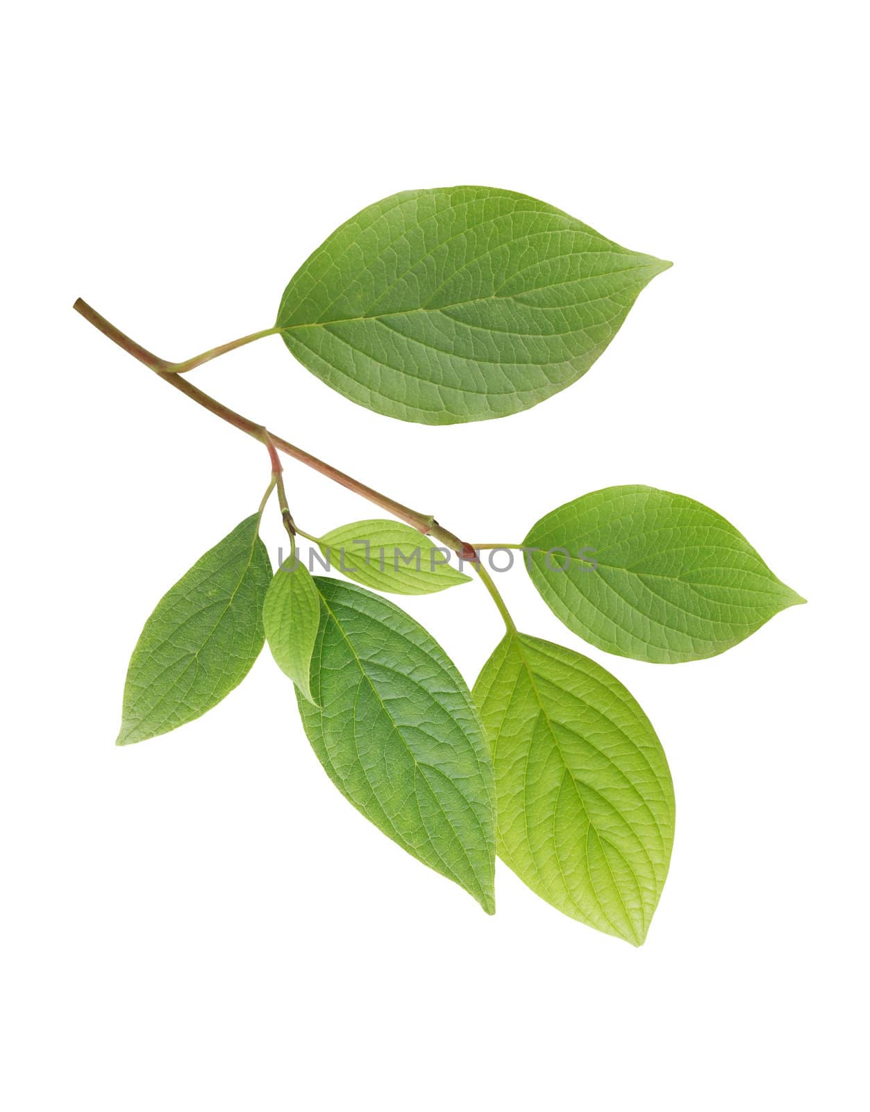 Beautiful branch with green leaves isolated on white background