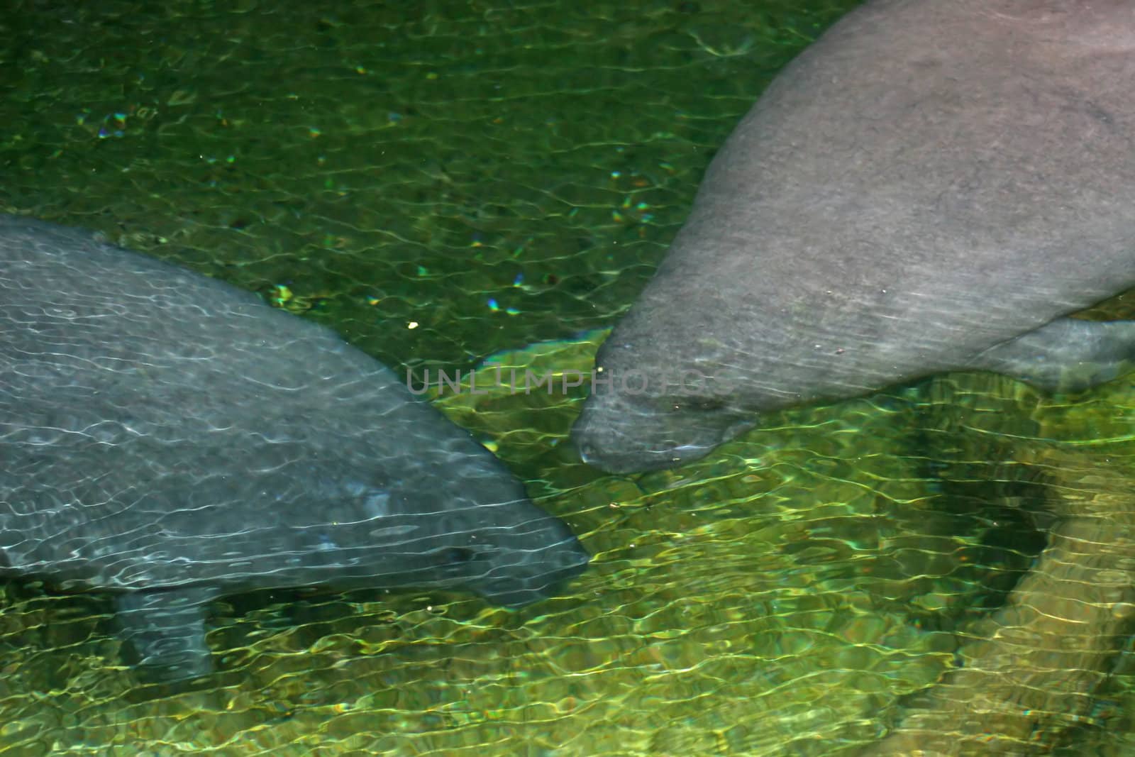 2 manatees swimming in the water together