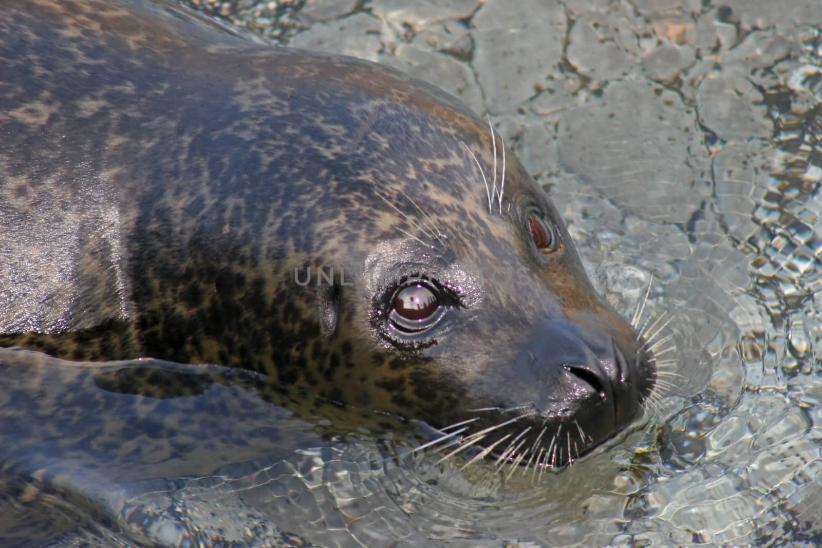A seal laying in the water looking up