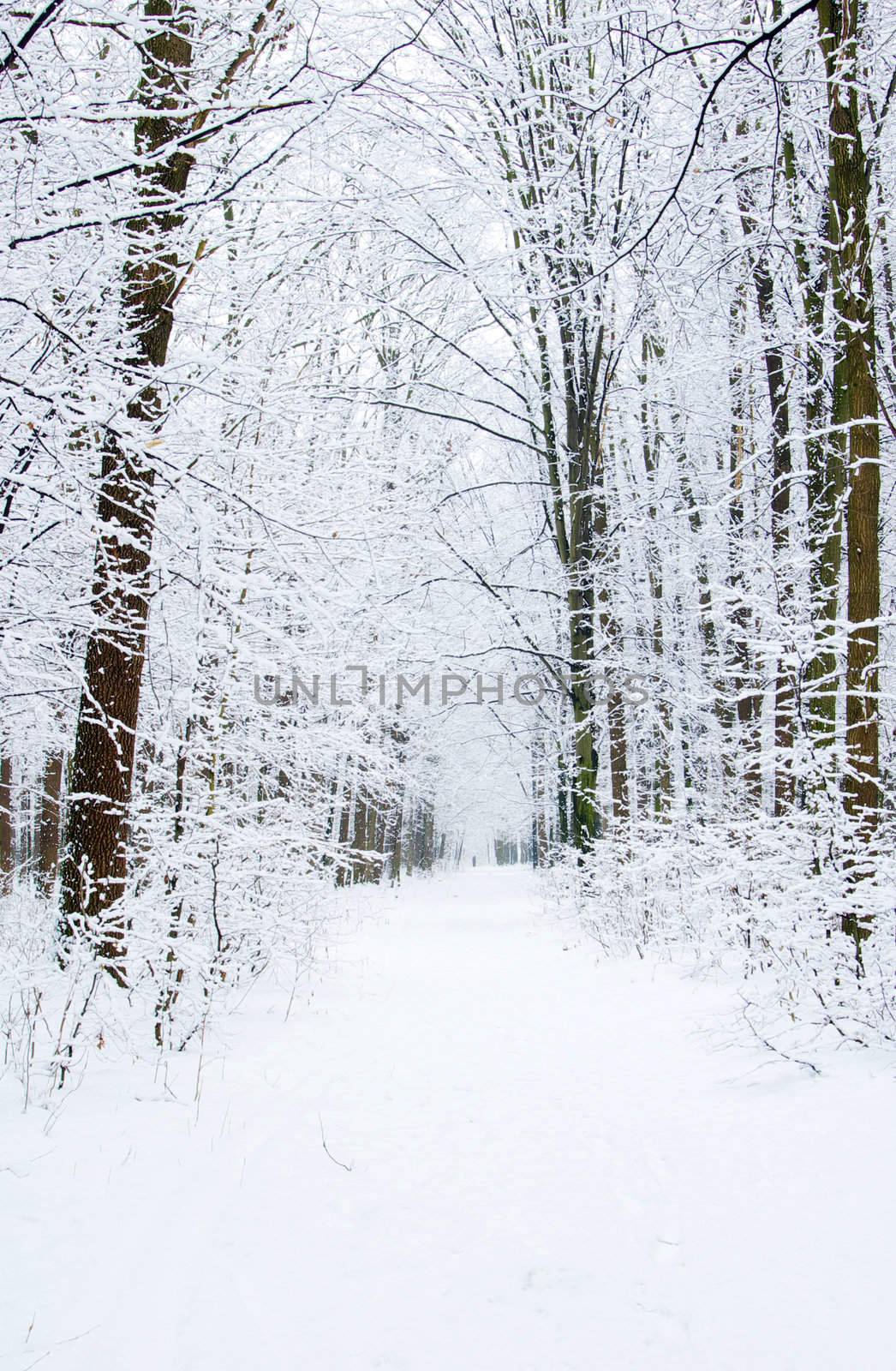 beautiful winter forest  and the road