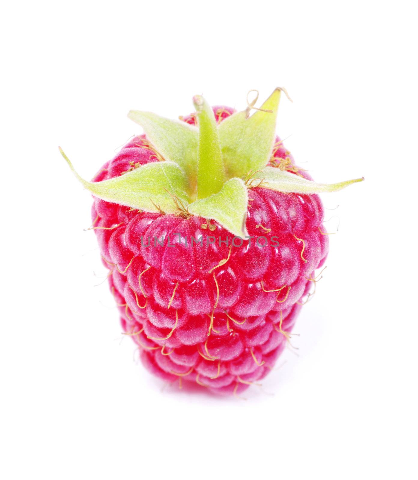 fresh raspberry closeup isolated on white background