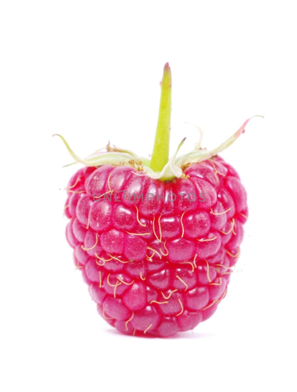 fresh raspberry closeup isolated on white background