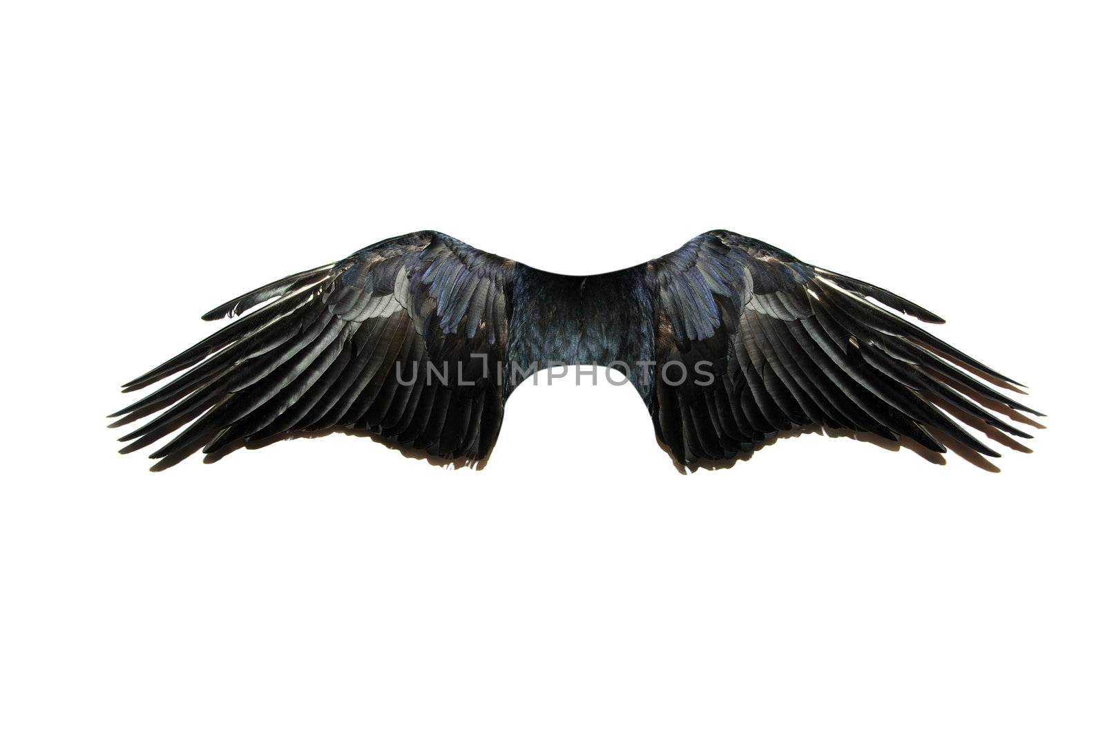 Pair of wings isolated on white