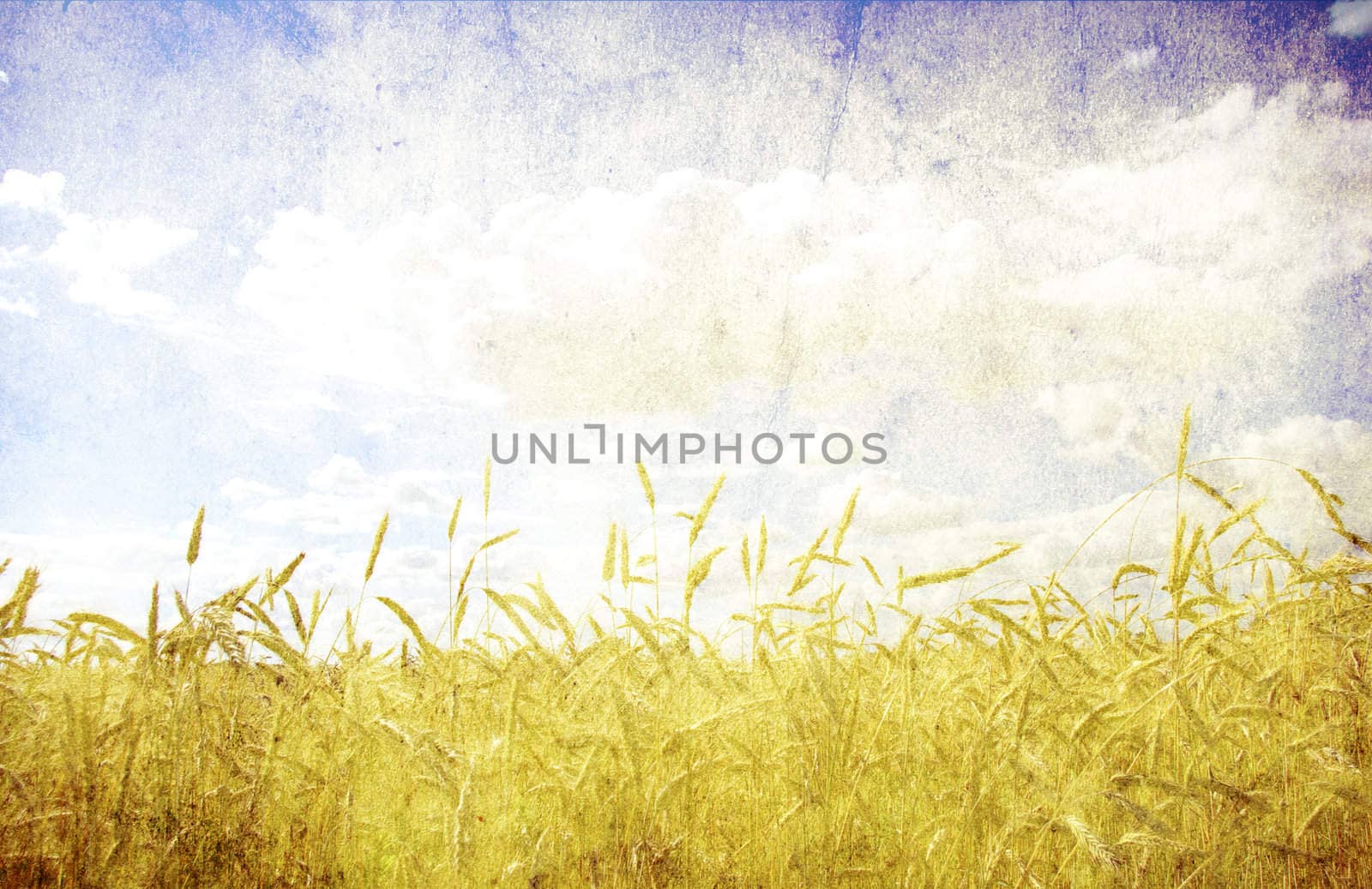Wheat ears against the blue  sky
