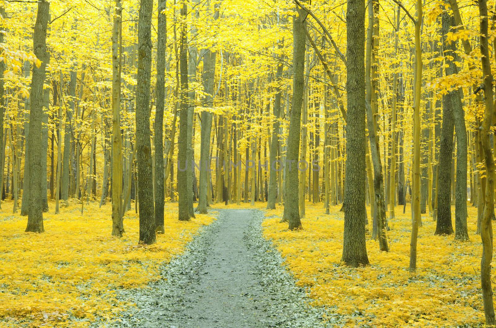 a path is in the autumn forest     