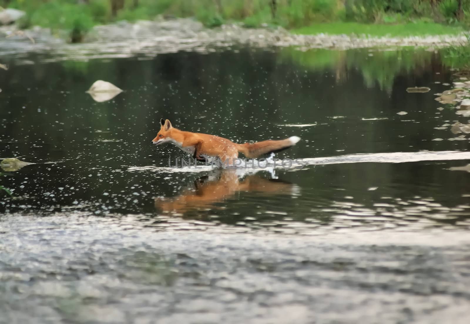 Running fox in the river by bugno