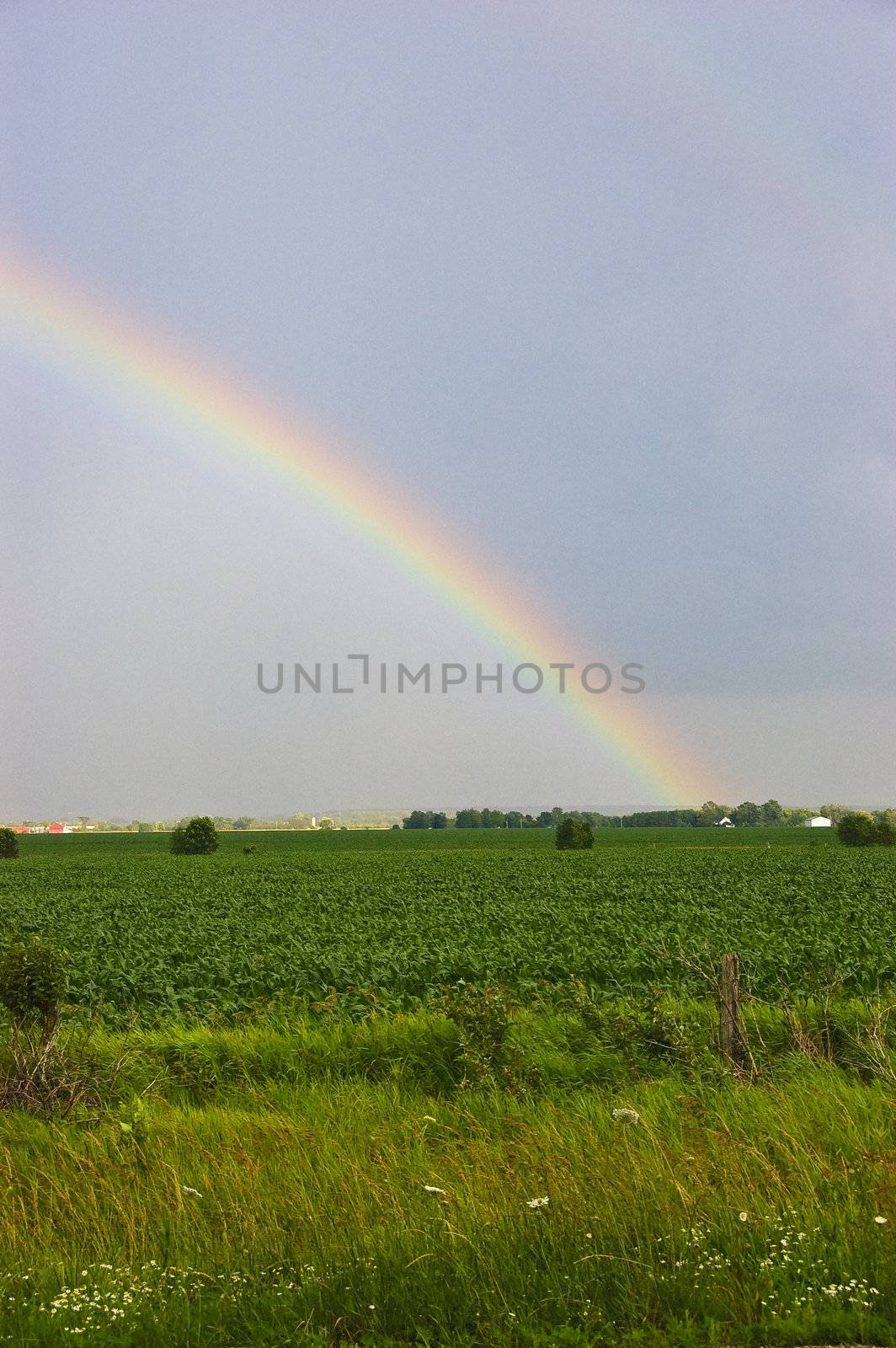 Rainbow over cultivated green farmland