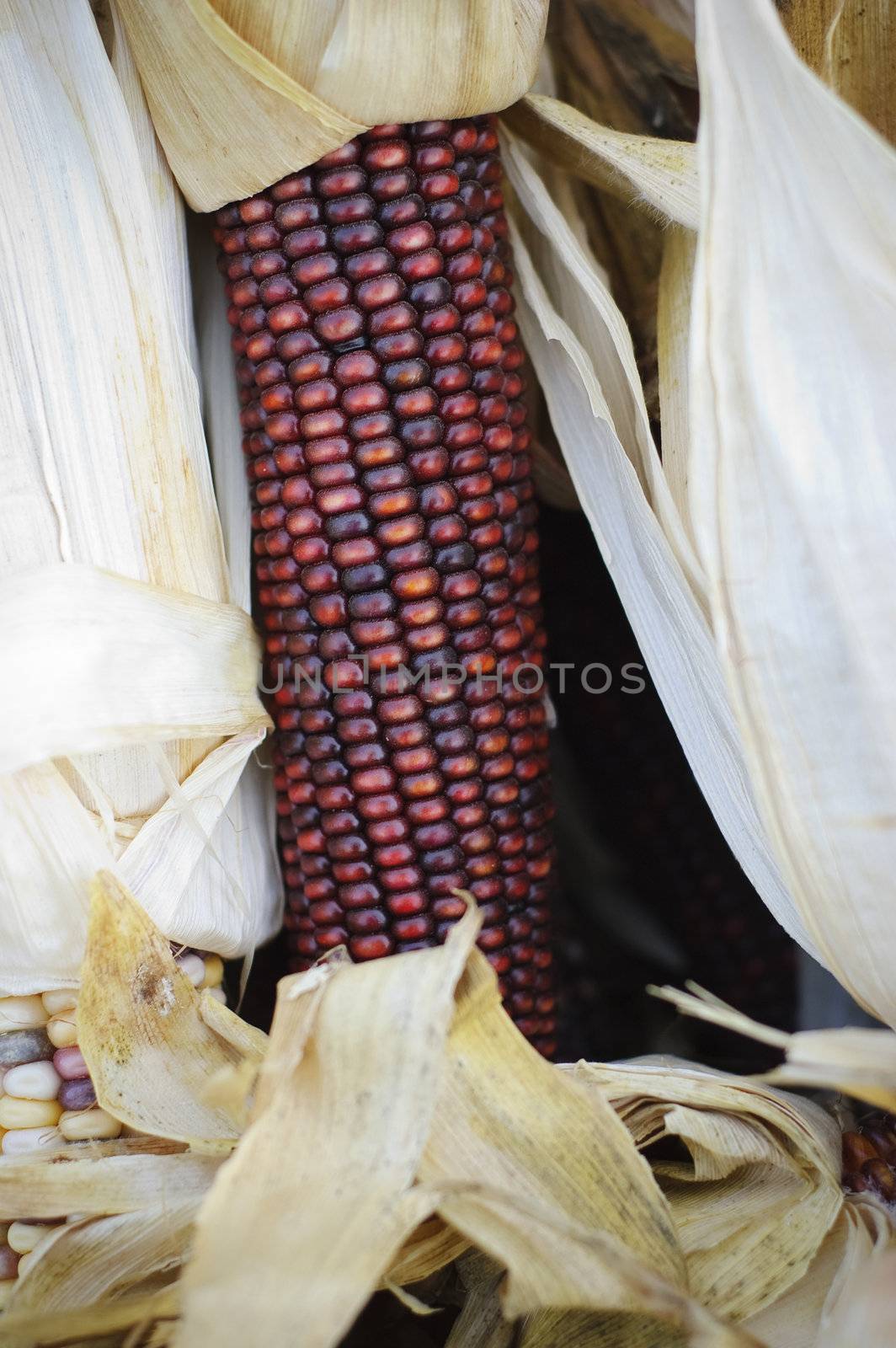 Ear of indian red corn close-up, shuck