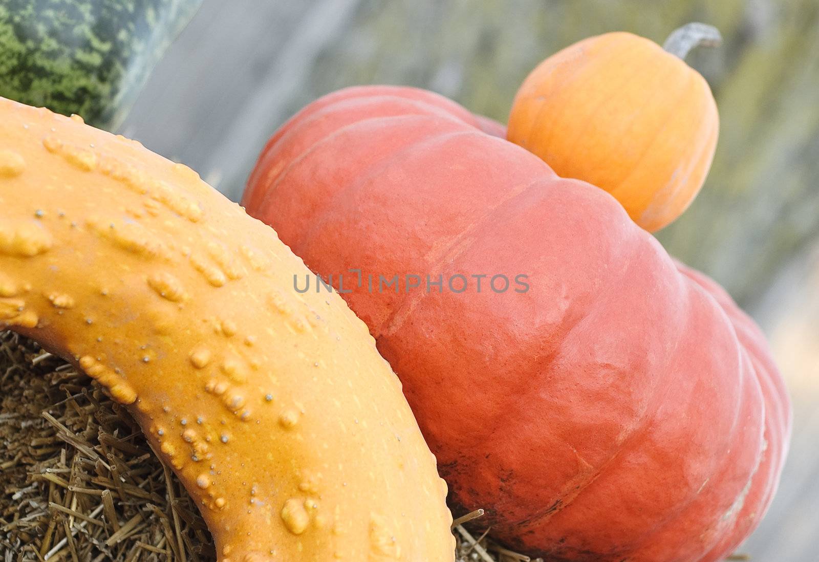 Three different color pumpkins arranged on top of hay