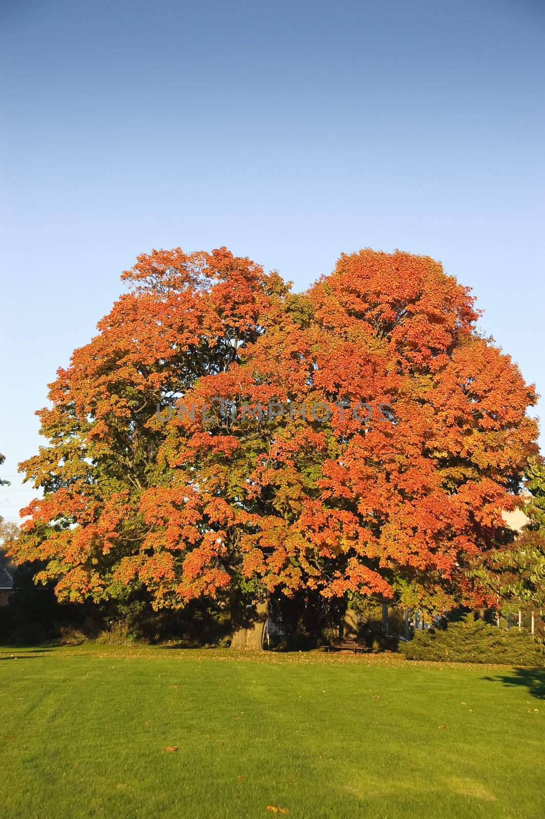 Large, mature maple tree with colorful foliage in a park setting