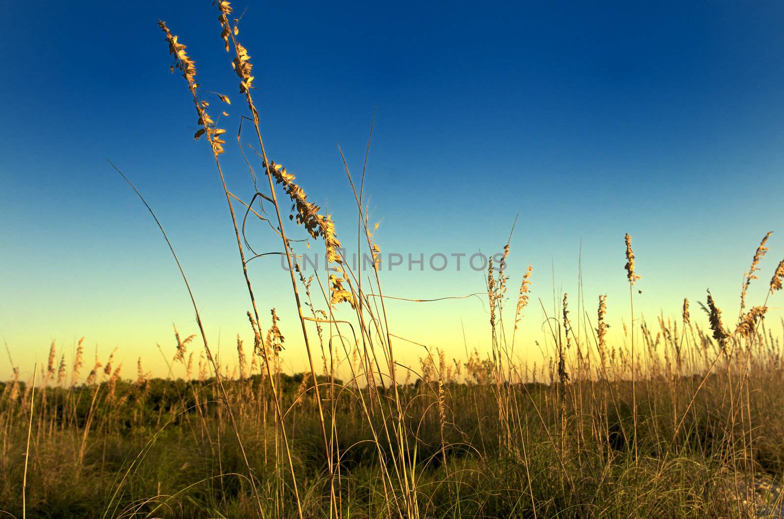 Sea Oats in Honeymoon Island, Florida