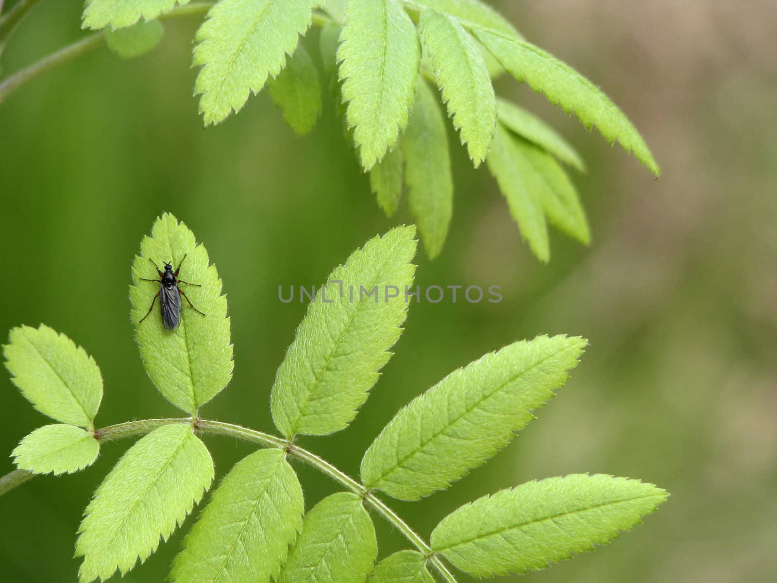 Beetle on a leaf focused