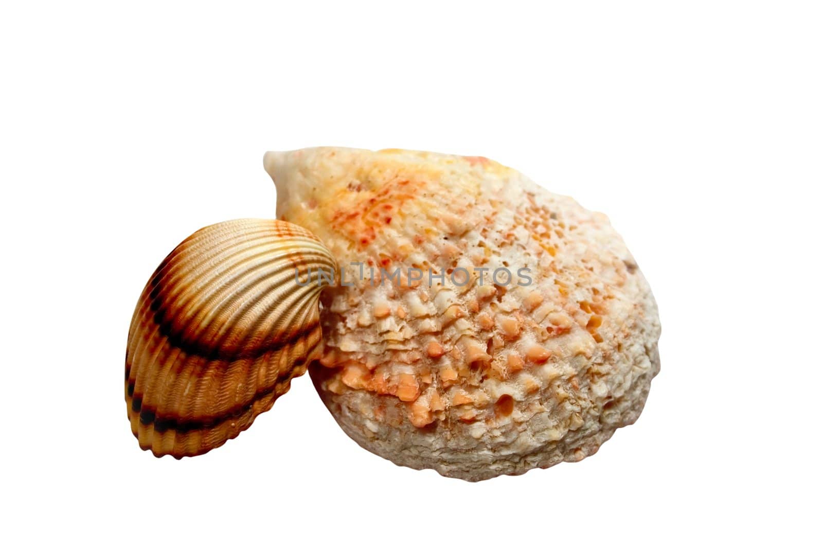 isolated two seashell