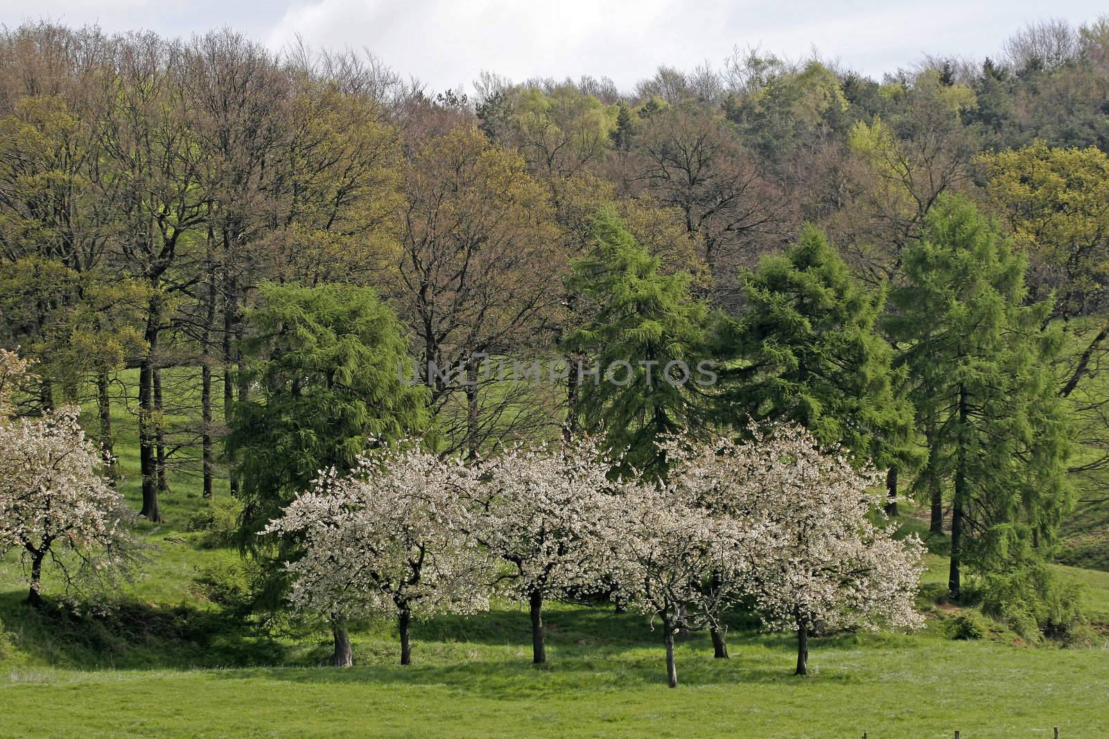 Cherry trees in spring near Hagen, Osnabrücker Land, Lower Saxony, Germany