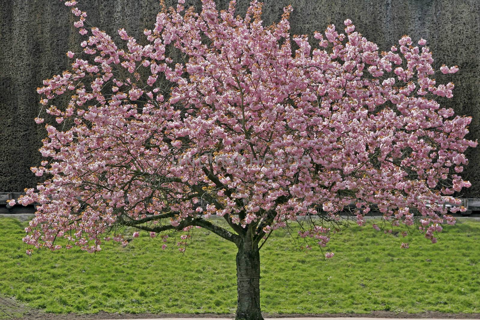 Japanese Cherry tree (Prunus) in spring in Lower Saxony, Bad Rothenfelde, Germany. Prunus, Japanischer Kirschbaum, Japanische Zierkirsche