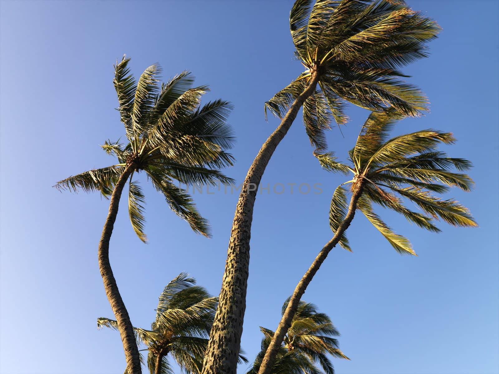 Palm trees against blue sky blowing in the wind in Maui, Hawaii.